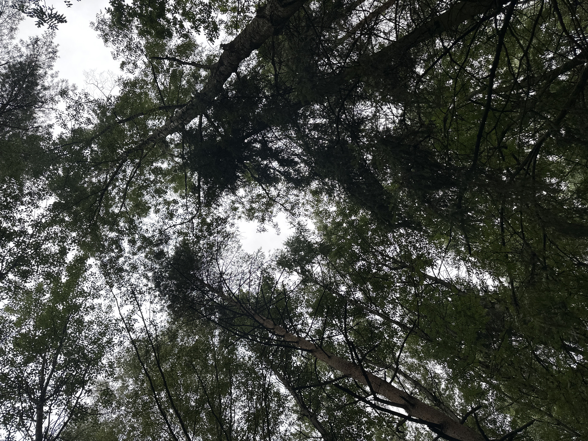 This media file depicts a low-angle view looking up into the canopy of a dense forest, with the sky visible through the gaps in the foliage. The dominant subjects are the trees, characterized by their tall, thick trunks and numerous branches covered in dark green leaves. The leaves are densely packed, creating a dappled effect with areas of shadow and light. Several large branches are prominently featured, with rough, textured bark visible on some. The overall impression is one of being immersed within a forest environment.
The scene appears to be set during the daytime, as indicated by the bright sky. The weather seems overcast or possibly late afternoon, as there is no direct sunlight casting harsh shadows, and the overall lighting is soft. The location context is provided as Moscow, Russia, suggesting a temperate climate where such forests are common. No people or specific objects are visible in the frame, nor is any activity or event taking place. The focus is solely on the natural elements of the forest canopy. There is no visible text in the image. The emotion evoked is one of tranquility and immersion in nature.