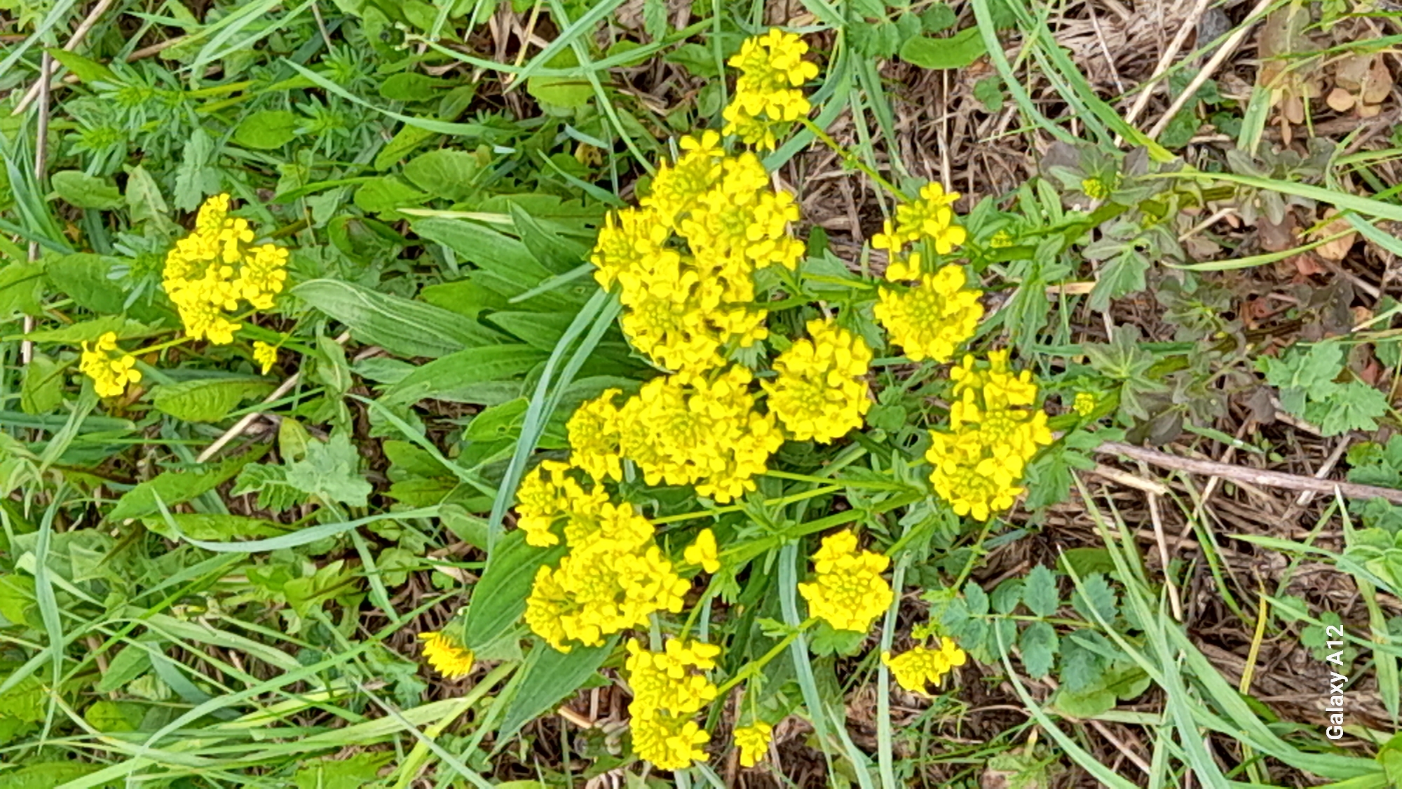 The image shows a patch of ground covered in various plants, including grasses and broadleaf species. The most prominent feature is a cluster of bright yellow flowers, seemingly growing wild among the other vegetation. The ground is partially covered with dry leaves or debris. The location is possibly in Марковский, Russia, but the image does not provide definitive confirmation of this. No people are visible. The general environment is natural and uncultivated.