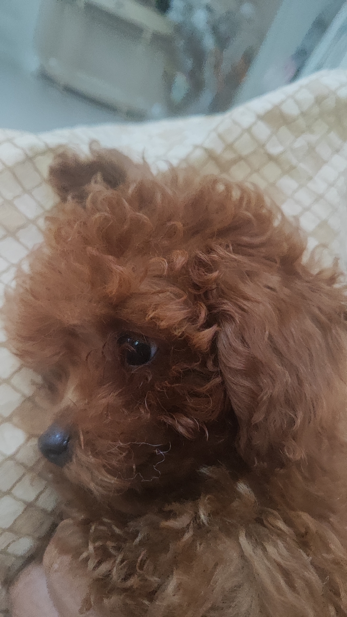 The image shows a close-up of a small, brown poodle puppy. The puppy is lying down on a patterned blanket, with its head turned to the side, looking slightly off-camera. Its fur is curly and appears soft. The puppy's eye is visible, as is its dark nose. The background is out of focus, but appears to be indoors. There is no information in the image to suggest its location in Sochi, Russia.