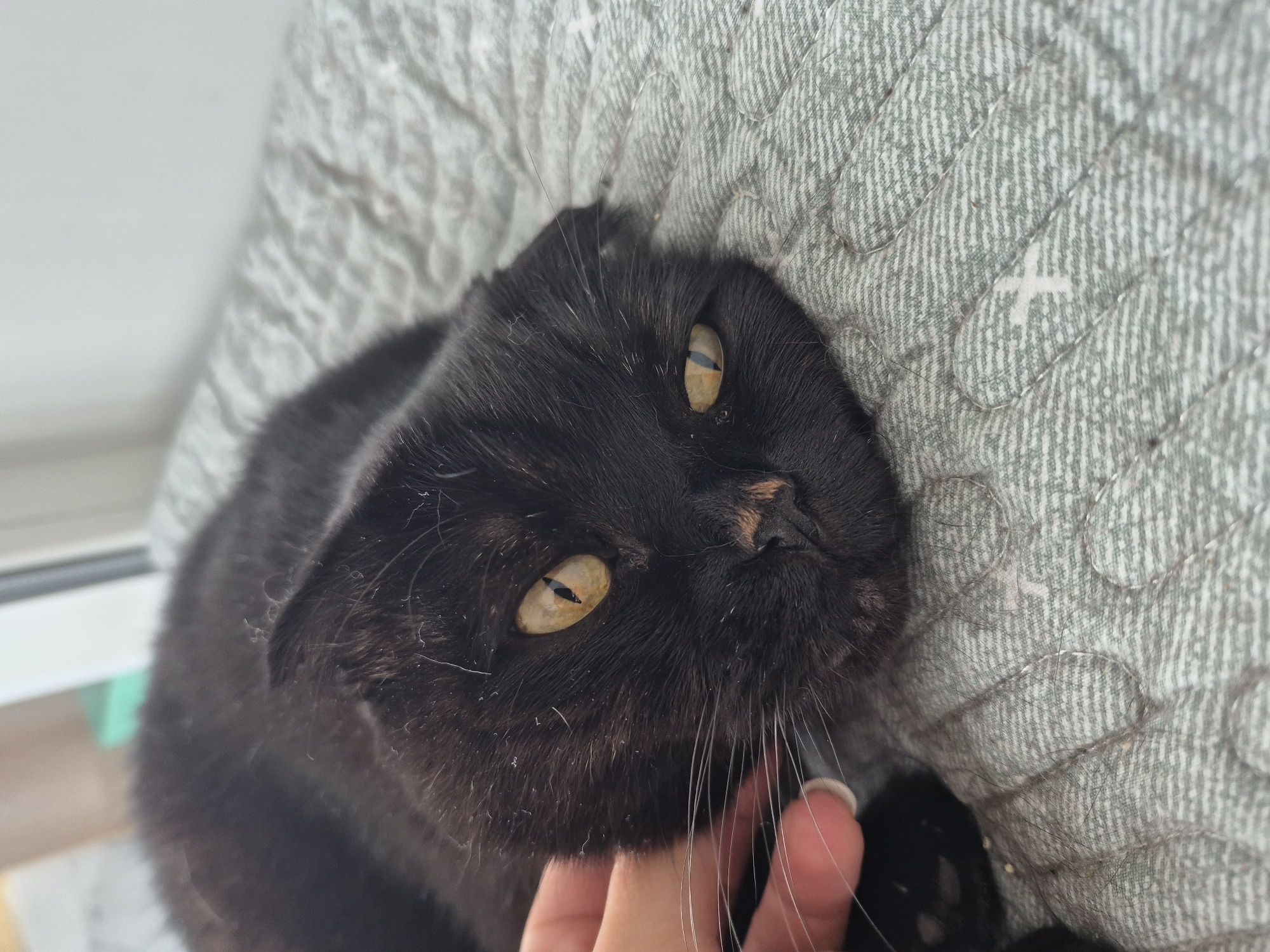 A black cat with yellow eyes is lying on a gray and white quilted blanket. A hand is gently petting the cat's head. The cat is facing the camera with its head resting on the blanket. The background is blurred, but appears to be indoors with natural light coming from a window. The image was taken in Uglegorsk, Russia.