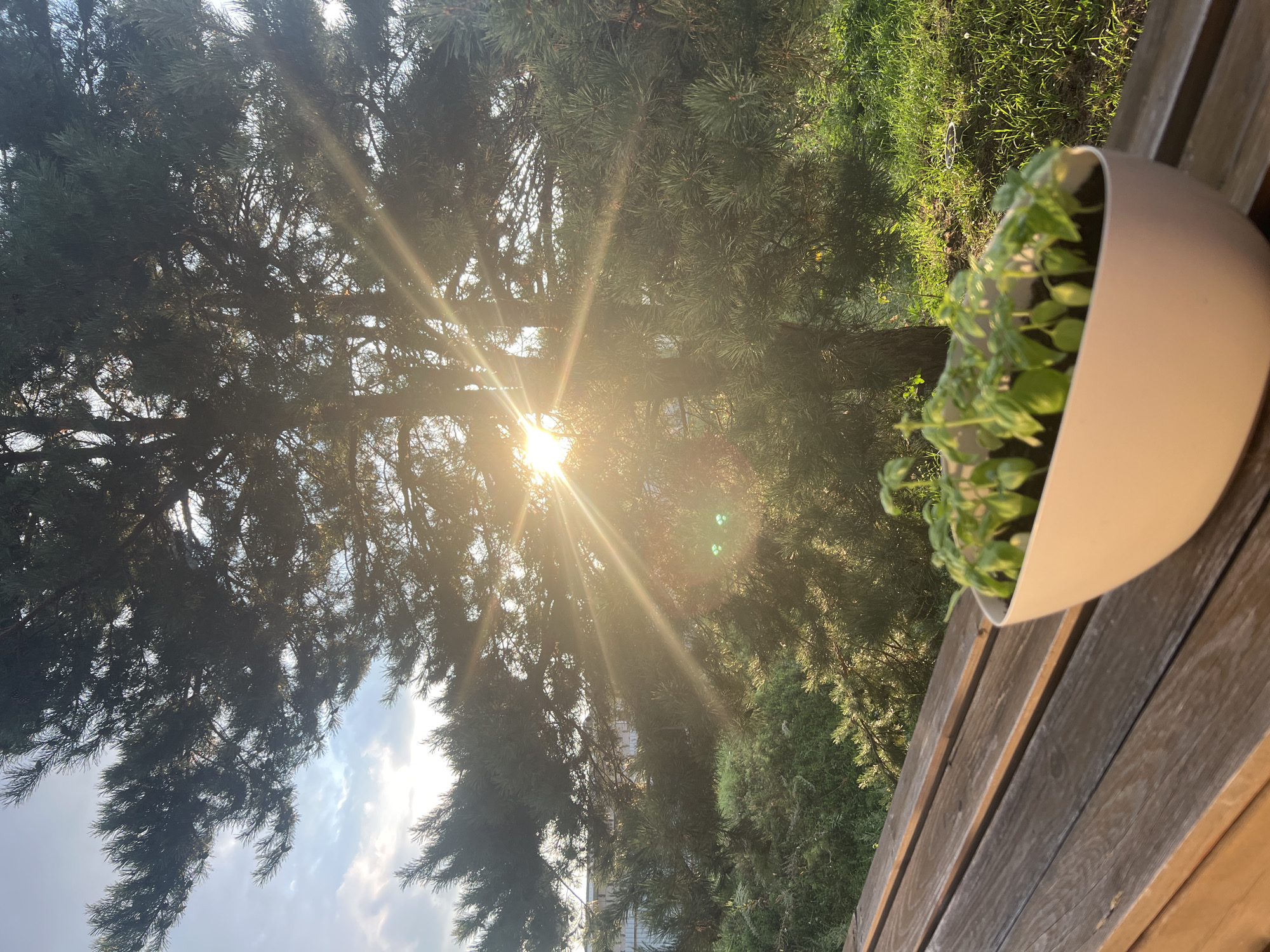 The image depicts an outdoor scene, likely a backyard or garden area, illuminated by the warm glow of the setting sun which is prominently featured behind a large pine tree. The sun's rays emanate outwards, creating a lens flare effect. In the foreground, a white planter filled with young basil seedlings sits on a wooden slatted surface, possibly a bench or deck railing. The background consists of lush green vegetation and the aforementioned pine tree, with a glimpse of a building structure and a cloudy sky visible through the branches. The overall impression is one of tranquility and natural beauty. The location is identified as Bolshaya Shylna, Russia. There are no people or animals visible in the image.