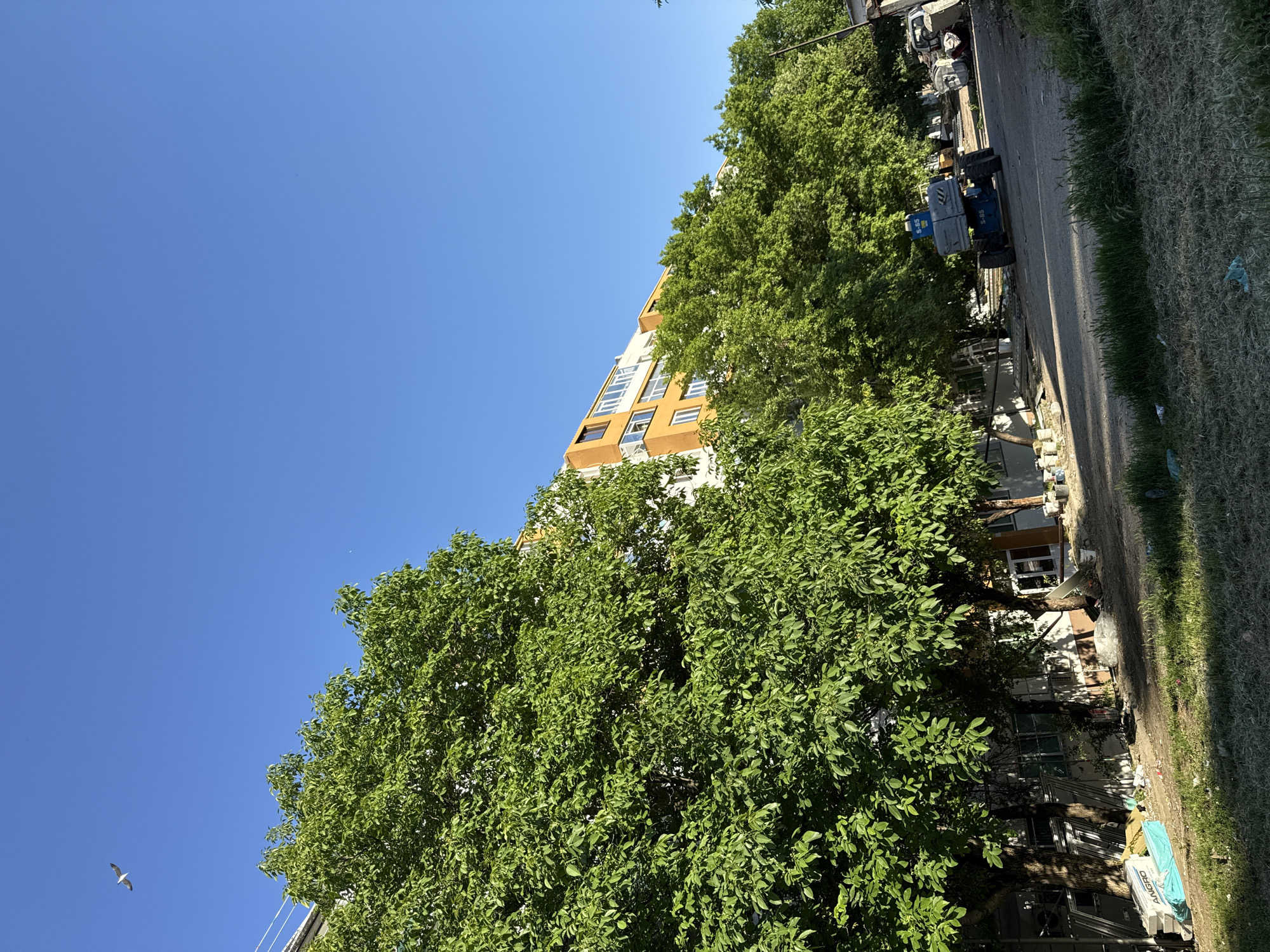 The image depicts an exterior scene in an urban environment. Predominantly, the sky is visible and clear blue, taking up most of the frame on the left. A building is partially seen; its exterior features yellow and white panels. The street and a patch of grassy area are observed to the right. On the street, there is construction equipment and debris. Lush green trees fill a significant portion of the image in the center and right, partially obscuring the view of the building and street. A bird is visible flying in the sky.