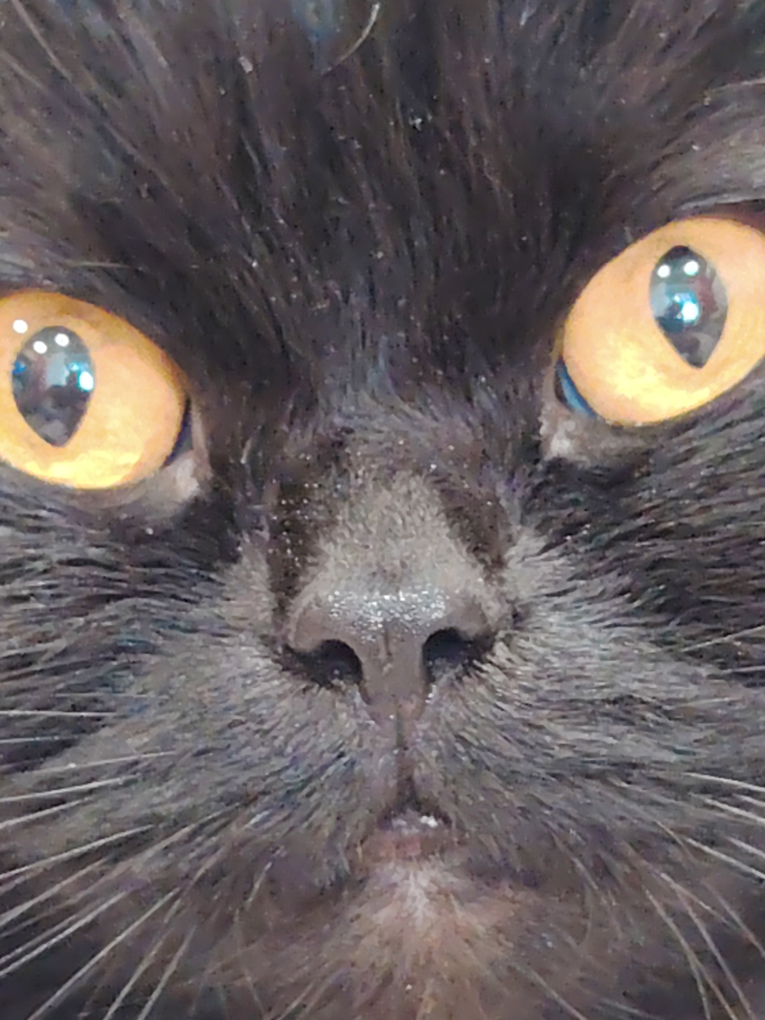 The image is a close-up, head-on shot of a black cat's face. The cat has bright orange eyes with blueish-grey pupils. Its nose is dark and appears slightly wet. The fur is black and appears to have some light-colored specks, possibly dandruff or dust. The image does not contain any elements that would allow for the identification of a specific location in Novosibirsk, Russia.