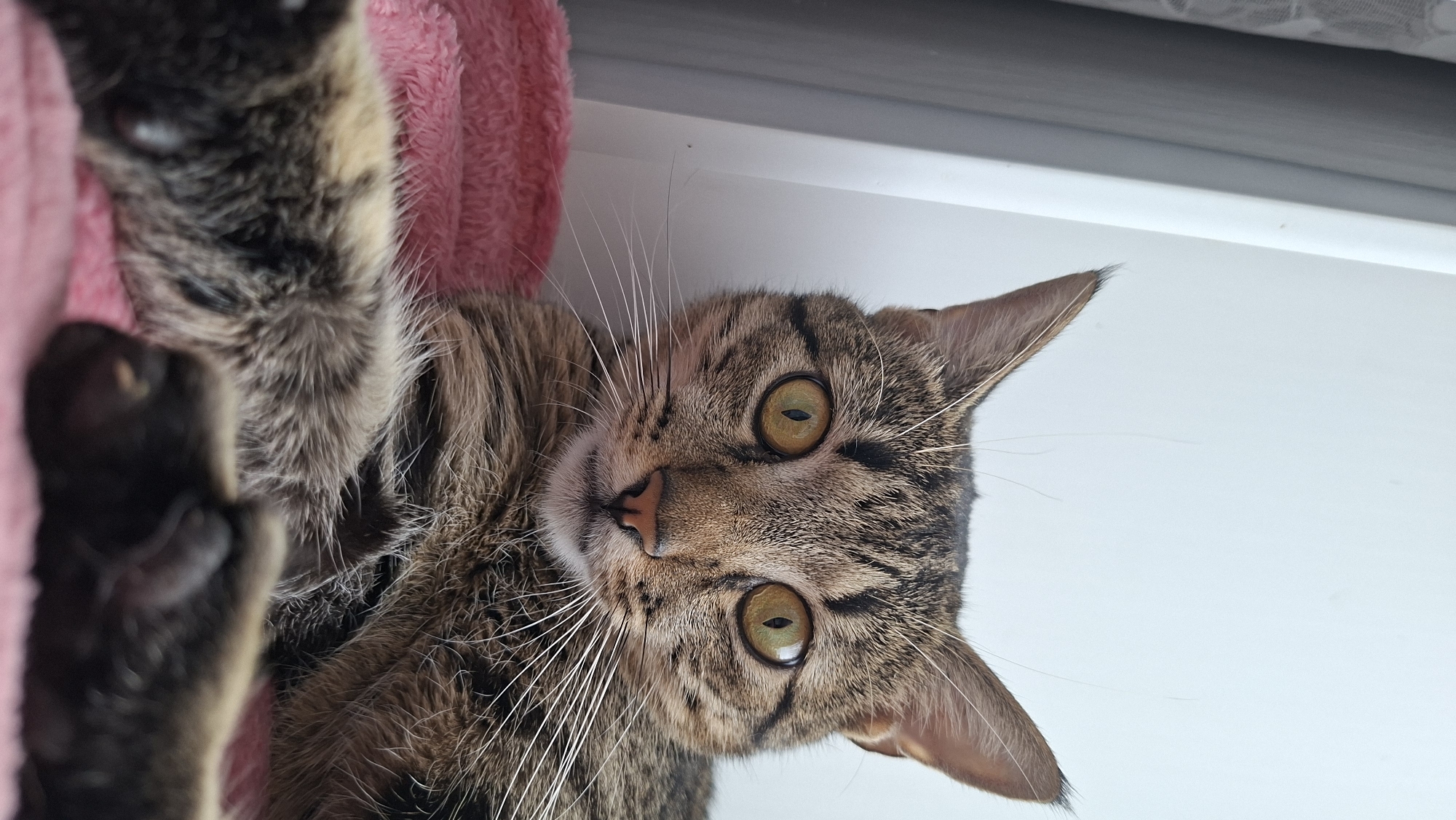 A tan tabby cat is lying on its back with its front paws near its face, the cat is facing up and has a pink blanket behind it, and is positioned in an Unknown, Unknown area. The cat's eyes are yellowish-green. The background behind the cat is a white wall.