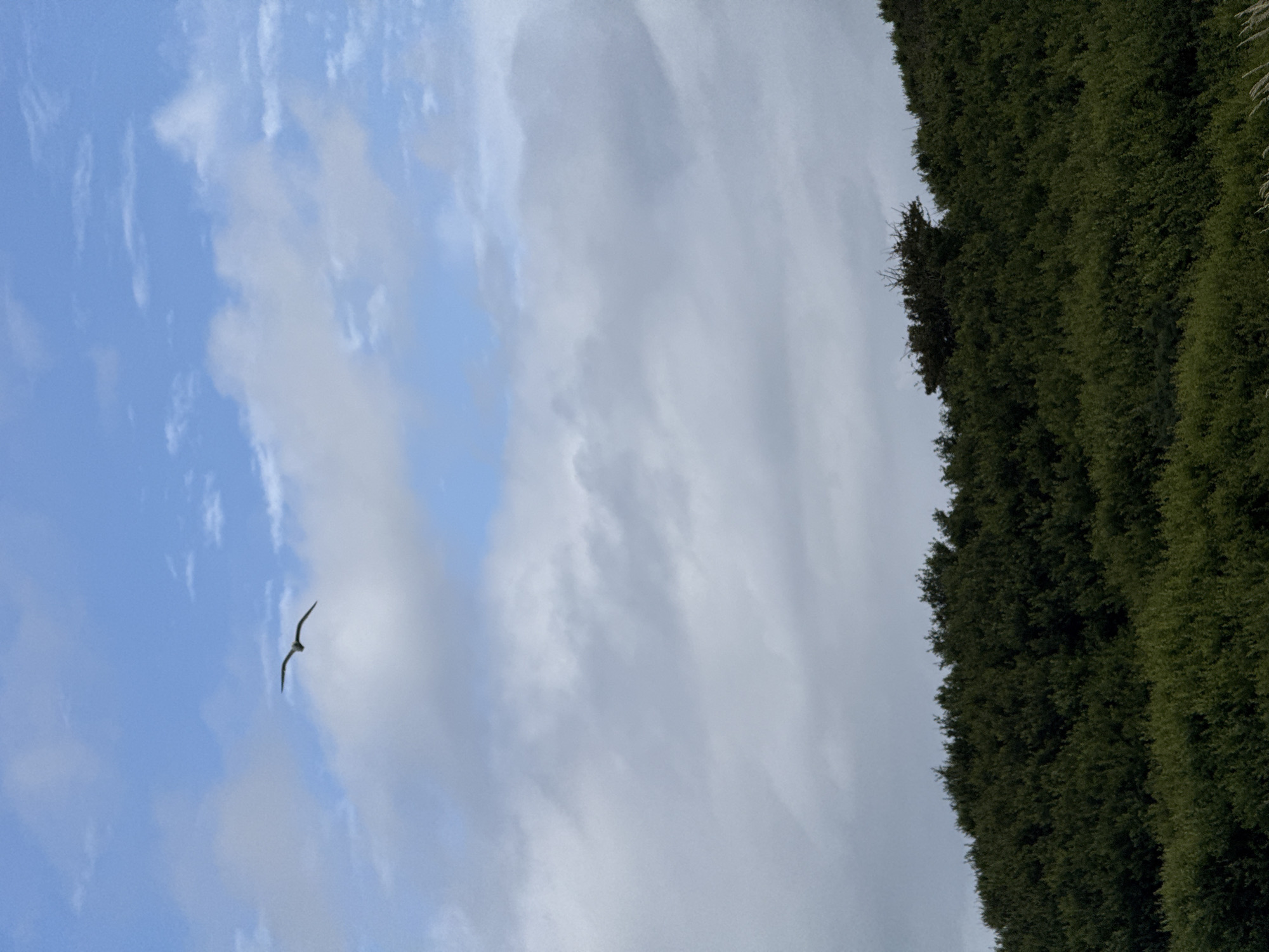 The image presents a natural outdoor scene, located in Octeville-sur-Mer, France. The upper two-thirds of the frame are occupied by the sky, characterized by a mix of clear blue areas and prominent cloud formations. The upper portion displays patches of light blue sky with scattered, wispy white clouds. Below this, a denser, more continuous layer of greyish-white clouds extends across the mid-section, indicating significant atmospheric moisture.
A single bird, appearing dark and silhouetted against the lighter sky, is captured in flight in the upper-left quadrant. Its wings are extended horizontally, indicating active flight.
The lower third of the image features a hillside covered in dense, dark green vegetation. This foliage appears uniform in texture and color, consistent with an extensive growth of shrubs or low-lying trees. The crest of the hill forms a distinct horizon line where the vegetation meets the cloudy sky. The overall illumination is soft and diffused, characteristic of an overcast or partly cloudy daytime environment. No human presence or artificial structures are discernible within the frame.
