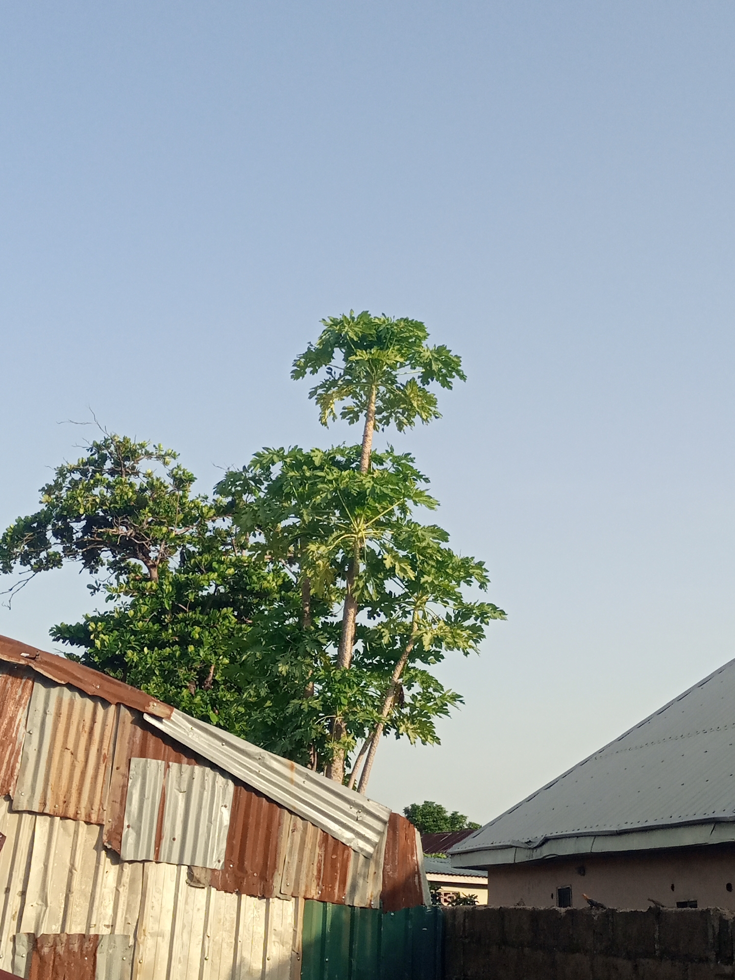 The image depicts an outdoor scene under a clear, pale blue sky, suggesting it was taken during daylight hours. In the foreground, a dilapidated structure made of corrugated metal sheeting is visible on the left. The metal is rusted and weathered, with varying shades of brown, white, and silver. Parts of the structure appear patched with different pieces of corrugated metal, and some sections are painted green. Behind this structure, a tall tree with lush green leaves dominates the mid-ground. To the right of this tree, another tree with a distinctly different leaf pattern and a lighter trunk is visible. In the far right of the image, a building with a grey, sloped metal roof is partially visible, situated behind a low brick wall. The overall environment suggests a residential or semi-urban setting. The scene appears to be located in the city of Jalingo, Nigeria. There are no people or animals clearly visible in the image. The focus is on the natural elements and the man-made structures.