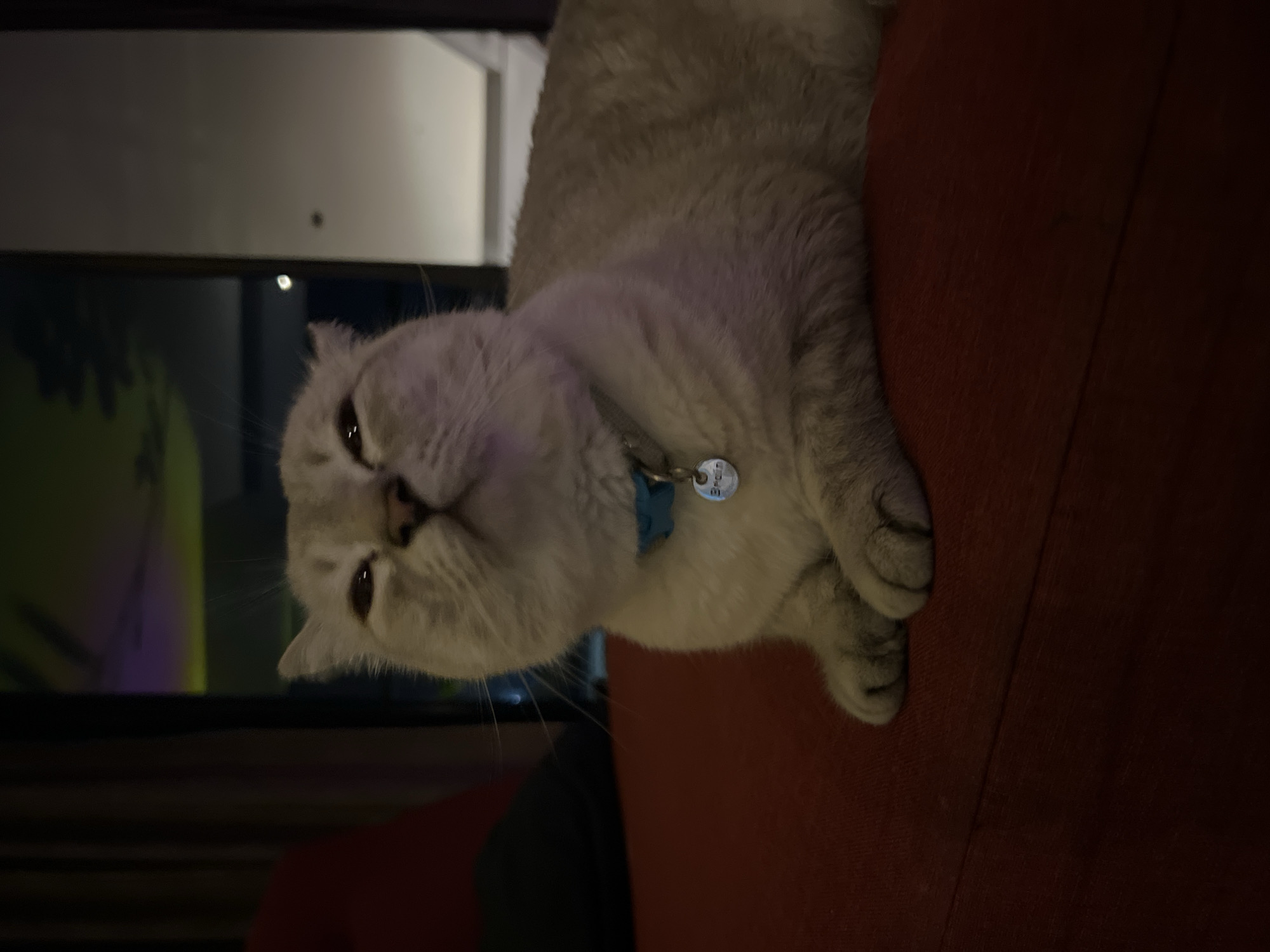 A light grey Scottish Fold cat with a blue collar and a silver pet tag is lying on a red cushioned surface. The cat is looking upwards with its eyes partially closed. The background is dark, with some blurred colorful lights visible through a window. The image is taken from a low angle.