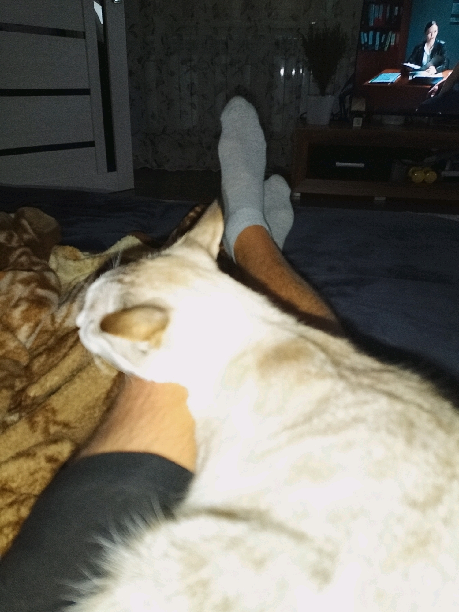 The image shows a close-up view of a person's legs and a cat. The person is wearing light gray socks and is lying down on a dark blue surface, possibly a bed or couch. A cat, with light-colored fur, is resting on the person's legs. In the background, a television screen displays an image of a woman in business attire sitting at a desk. A wooden TV stand with shelves is visible below the television, containing various items. To the left, a portion of a white door with horizontal dark stripes is visible. The overall environment appears to be indoors, likely a living room or bedroom. The location in Kojomkul, Kyrgyzstan, is not discernible from the image itself.