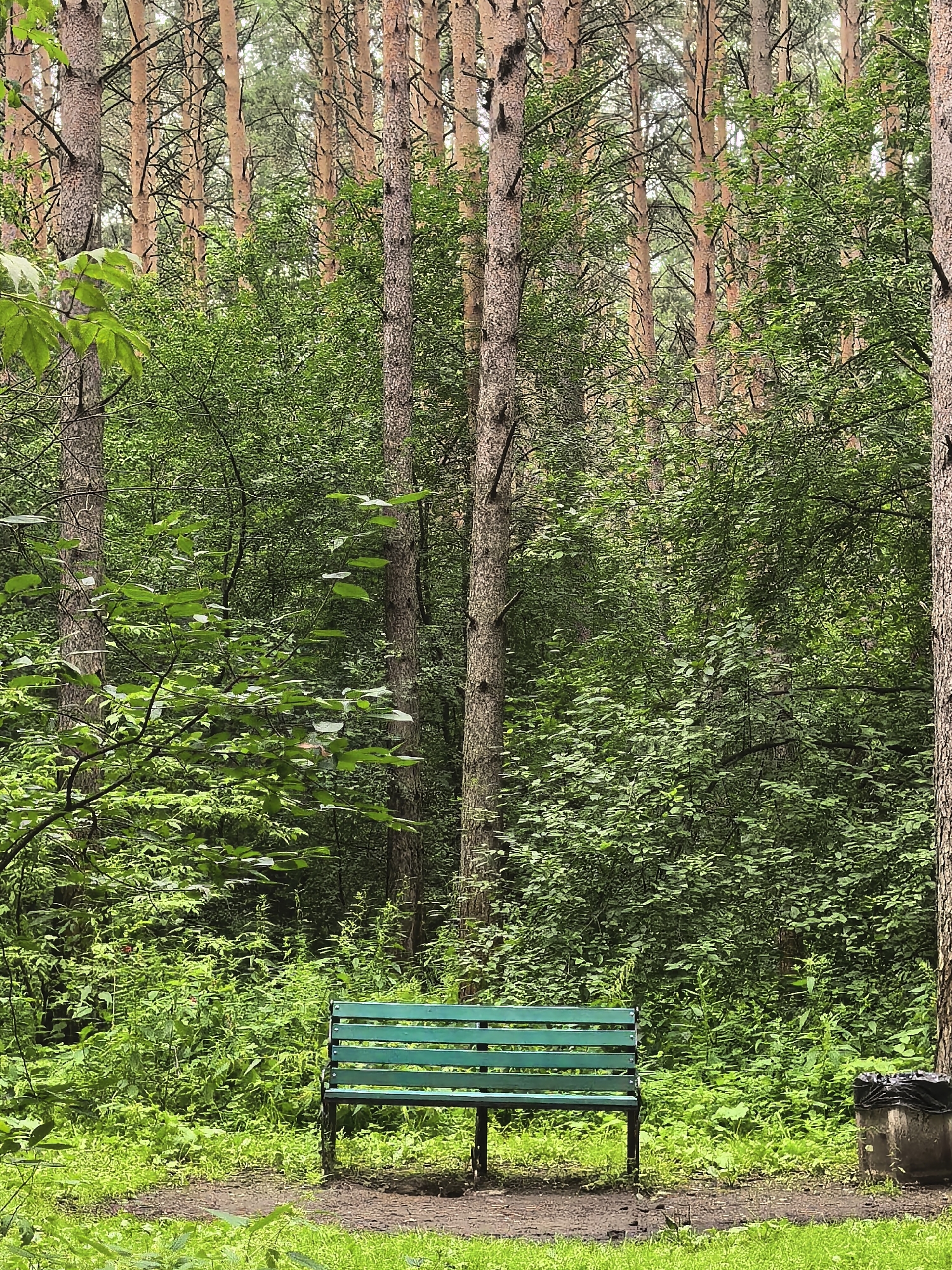 The image shows a park scene in Yekaterinburg, Russia, featuring a green park bench centered in the foreground. The bench is made of slatted wood and metal, positioned on a dirt path surrounded by lush green foliage and tall pine trees. To the right of the bench, a trash bin with a black liner is visible. The environment is a dense forest with sunlight filtering through the canopy, creating a serene and natural atmosphere. There are no people or animals present in the image.