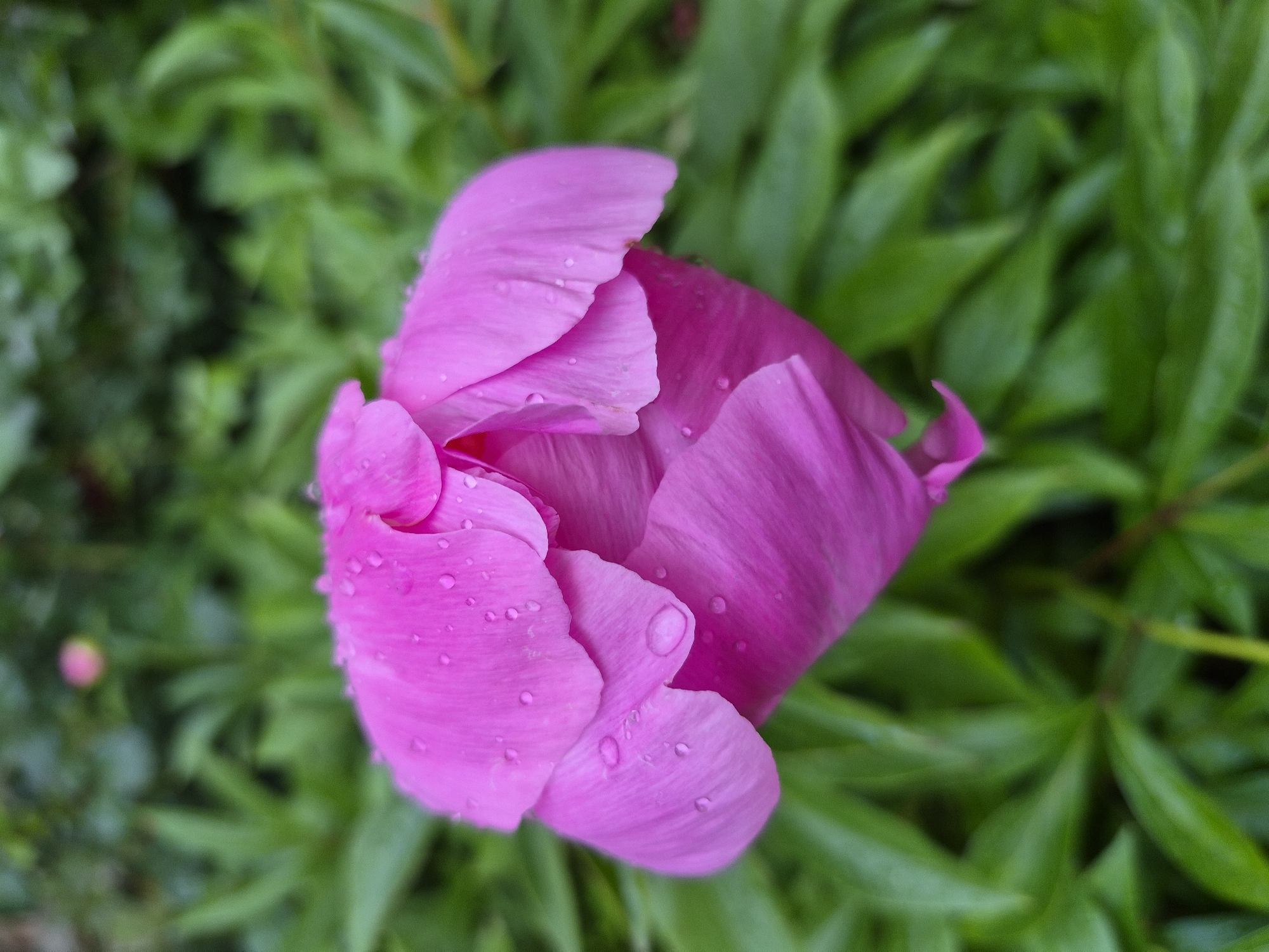 A close-up photograph presents a single, partially opened flower dominating the central frame. The flower displays vibrant magenta-pink petals, covered with numerous small, clear water droplets. The background is composed of densely blurred green foliage, creating a shallow depth of field. A faint, out-of-focus pink object, consistent with another flower bud, is visible in the upper-central background. No human figures or discernible man-made structures are present within the image. This scene is located in Hlevakha, Ukraine.