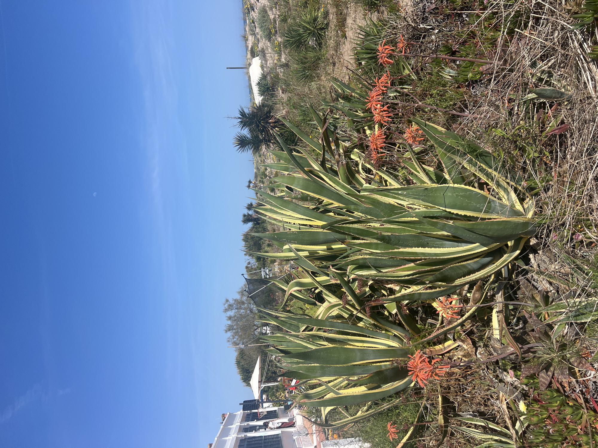 The image depicts a coastal landscape in La Marina De Creixell, Spain. In the foreground, there are several large agave plants with yellow-edged leaves. Some of these plants feature orange flower spikes. Interspersed among the agaves are other plants and dry grasses. In the mid-ground, there is a view of buildings with white exteriors and a blue sky. Beyond the buildings, there's a vegetated sandy area possibly leading to a beach, with additional plants scattered across the dunes. The sky is clear and blue, with a possible faint crescent moon visible.
