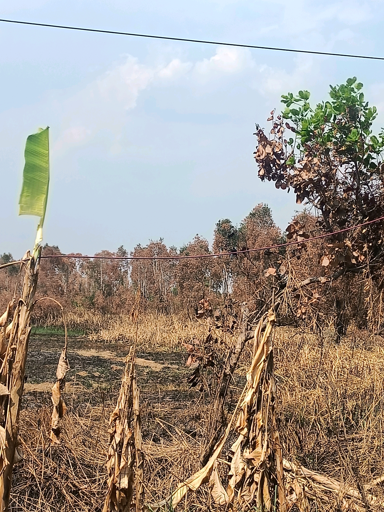 The image depicts a dry, rural landscape under a pale blue sky with scattered clouds. In the foreground, dried stalks and leaves, possibly from banana plants, are prominent, with one partially green banana leaf waving gently from the left. A thin, dark wire stretches horizontally across the upper portion of the frame. In the midground, a line of trees stands with many of their leaves appearing dried and brown, suggesting a recent fire or drought. Some trees further in the background have green foliage. The ground is covered in dry grass and dark, scorched earth in some areas, indicating a fire has passed through the region. The scene is located in Sungai Rutas Hulu, Indonesia.