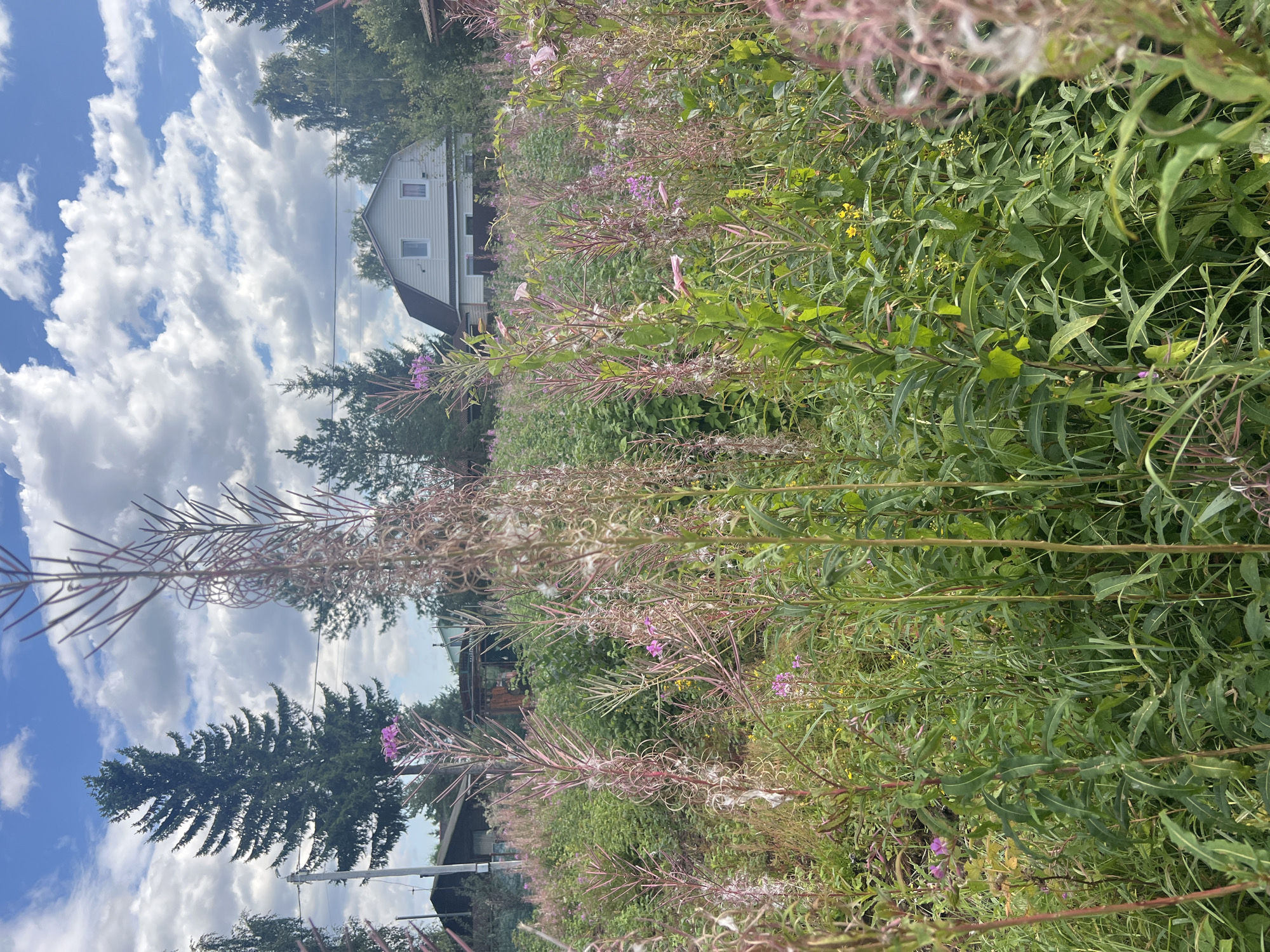 The image depicts a dense field of tall wildflowers, primarily fireweed, in bloom and going to seed, dominating the foreground. The wildflowers, with their characteristic pink and fluffy seed heads, are interspersed with green foliage and some yellow flowers. In the background, a two-story house with a dark roof and white siding is visible, partially obscured by trees and other vegetation. To the left of the house, a tall evergreen tree stands out against a partly cloudy blue sky. Several other trees and smaller structures, possibly sheds or outbuildings, are scattered throughout the landscape. The scene appears to be a rural or semi-rural setting, consistent with a dacha or garden plot in a location like Роса Снт, Russia. There are no people or animals visible in the image. The overall impression is one of a natural, overgrown landscape under a bright, cloudy sky.