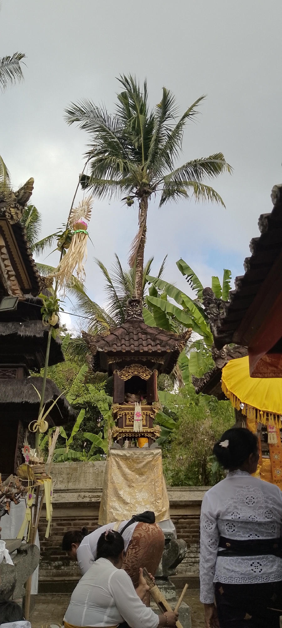 A vertical, medium shot captures an outdoor scene in Pekutatan, Indonesia, featuring a Balinese temple structure. The sky is overcast and gray, with a hint of blue and white clouds peeking through. In the foreground, two women are partially visible. One woman in the lower center is bending over, wearing a white blouse and a patterned brown sarong, holding a piece of bamboo. Another woman, on the right side, is facing away from the camera, wearing a white lace blouse and a dark sarong, with a white flower in her hair.
Dominating the midground is a tiered, ornate wooden shrine with a dark tiled roof. It is decorated with gold trim and intricate carvings. A yellow cloth is draped around the base of the shrine. Hanging from a pole to the left of the shrine is a festive, decorative item made of straw-like material, adorned with pink and green accents.
Behind the shrine, lush green vegetation, including banana trees, forms a dense backdrop. A tall palm tree with coconuts grows to the right of the shrine, its fronds reaching towards the sky. To the far left, a portion of another temple building with a thatched roof is visible. On the far right, a bright yellow umbrella with intricate patterns is displayed. The scene suggests a cultural or religious gathering in a tropical setting.