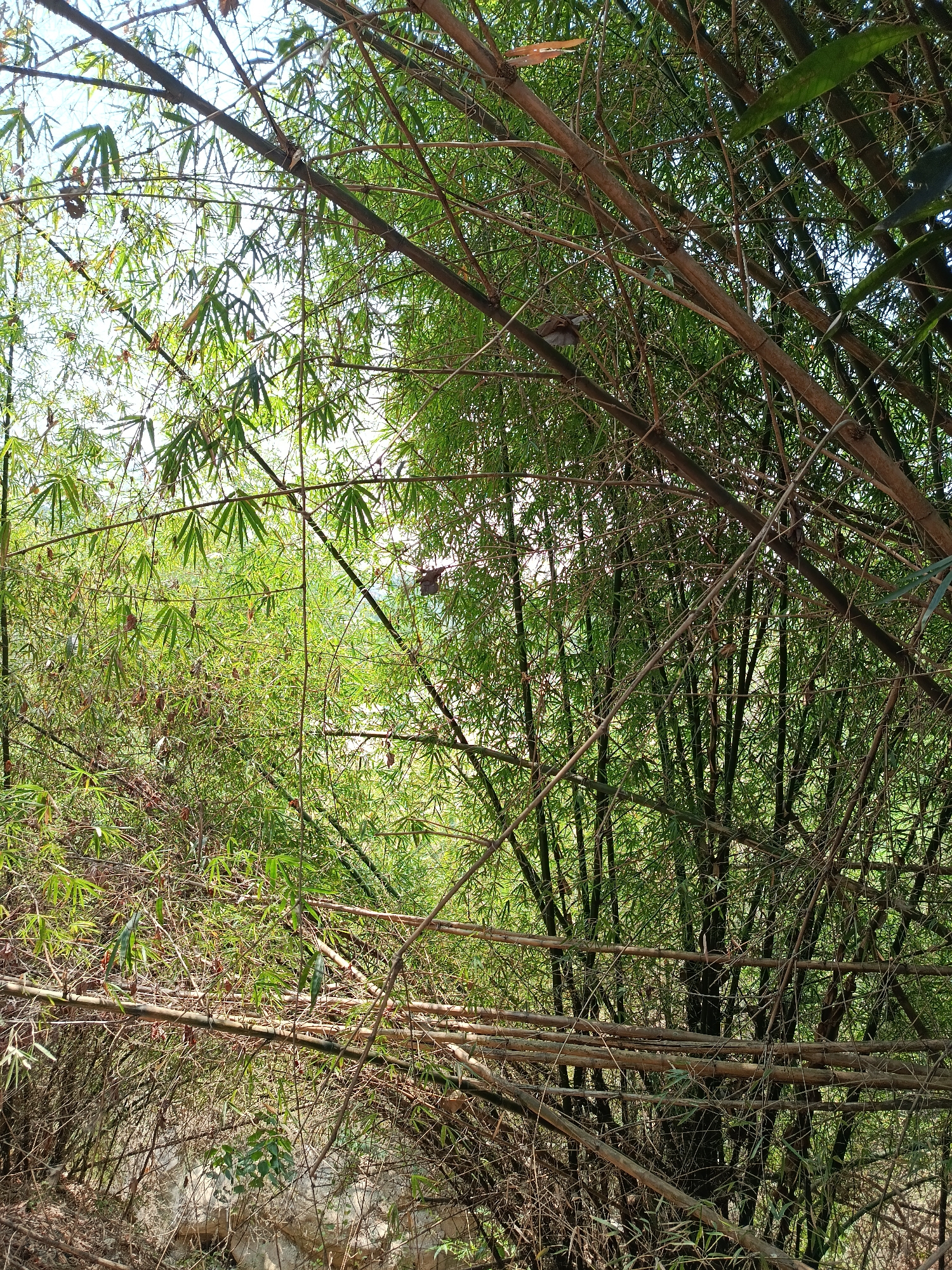 This is a photograph of a dense bamboo forest, likely in Kemiri, Indonesia. The image is filled with the stalks and foliage of bamboo trees, creating a natural, somewhat overgrown environment. Sunlight filters through the leaves and stalks, casting dappled light and shadows. In the foreground, several horizontal bamboo stalks are visible, some appearing to be broken or fallen, adding to the wild, uncultivated feel of the scene. The background is a wall of green bamboo, with some of the stalks reaching upwards towards a bright sky. There are no people or animals visible in the image. The overall impression is one of a secluded and natural bamboo grove.