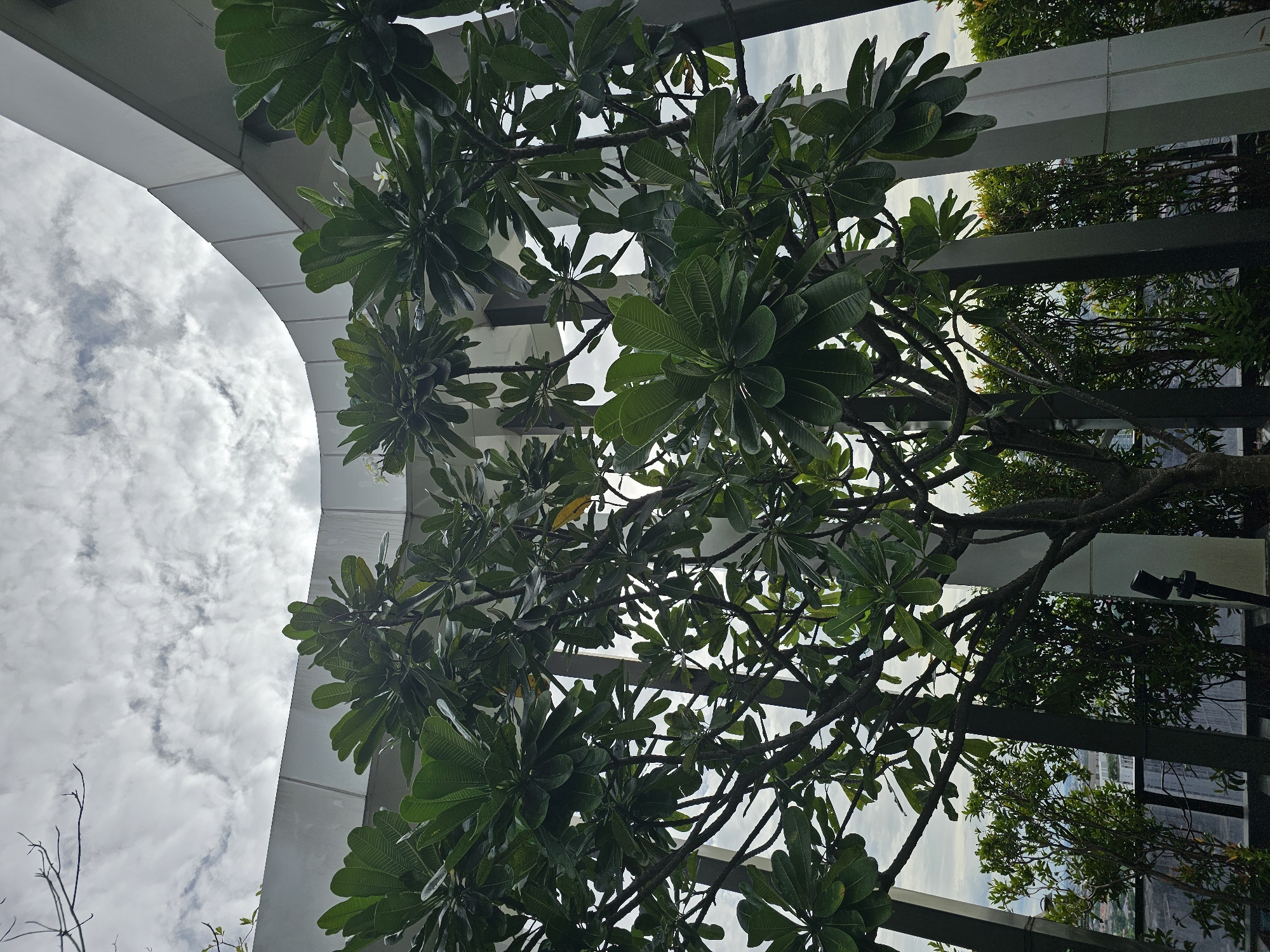 This low-angle, full-shot image captures a lush frangipani tree in the foreground, its dark branches and vibrant green leaves reaching towards a cloudy sky. The tree is positioned on a rooftop or balcony, indicated by the presence of a modern, curved white building structure in the upper portion of the frame. Below the frangipani tree, a dense hedge of smaller green shrubs is visible, interspersed with vertical dark pillars. The background shows a blurry cityscape, suggesting an urban environment, likely in Bangkok, Thailand, given the presence of tropical foliage and modern architecture. The lighting is diffuse, consistent with an overcast day. No people are present in the image.