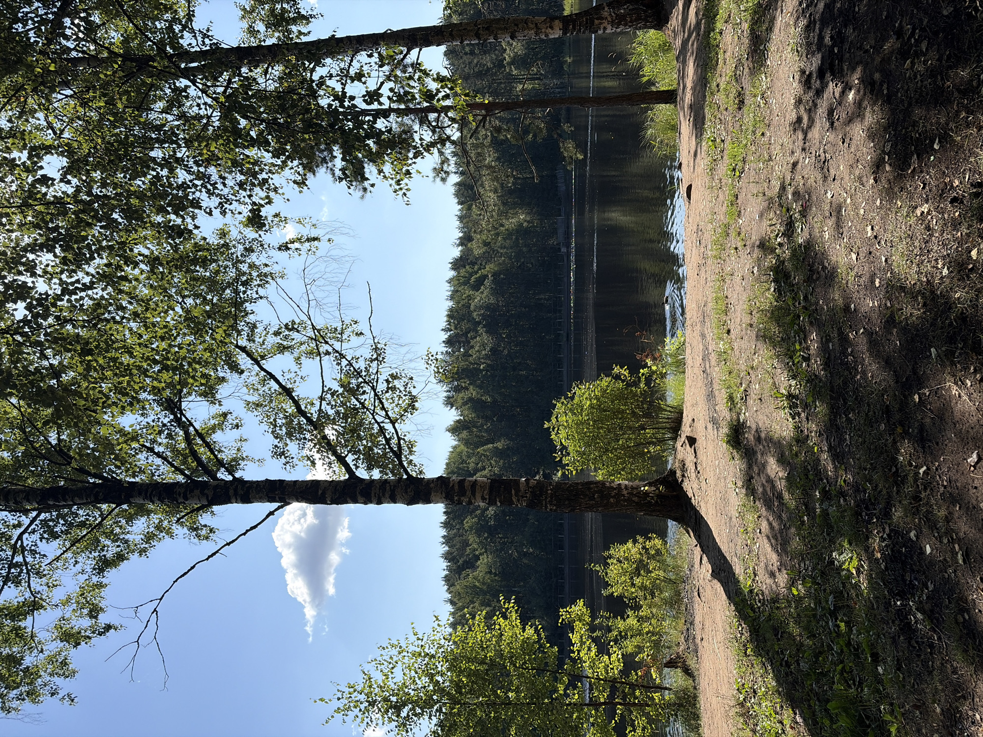 The image depicts a serene lakefront scene in Yanino-1, Russia, on a clear day. In the foreground, a sandy path is dappled with sunlight and shadow from the surrounding trees. To the left, a young birch tree stands with its white and black bark. Further back, a mature birch tree dominates the center, its trunk casting a long shadow. On the right, another birch tree is partially visible. The path leads down to the edge of a dark, reflective lake. Beyond the lake, a dense forest of green trees forms a backdrop under a bright blue sky with a single, fluffy white cloud. The atmosphere is peaceful and natural, suggesting a park or recreational area. No people are visible in the image.