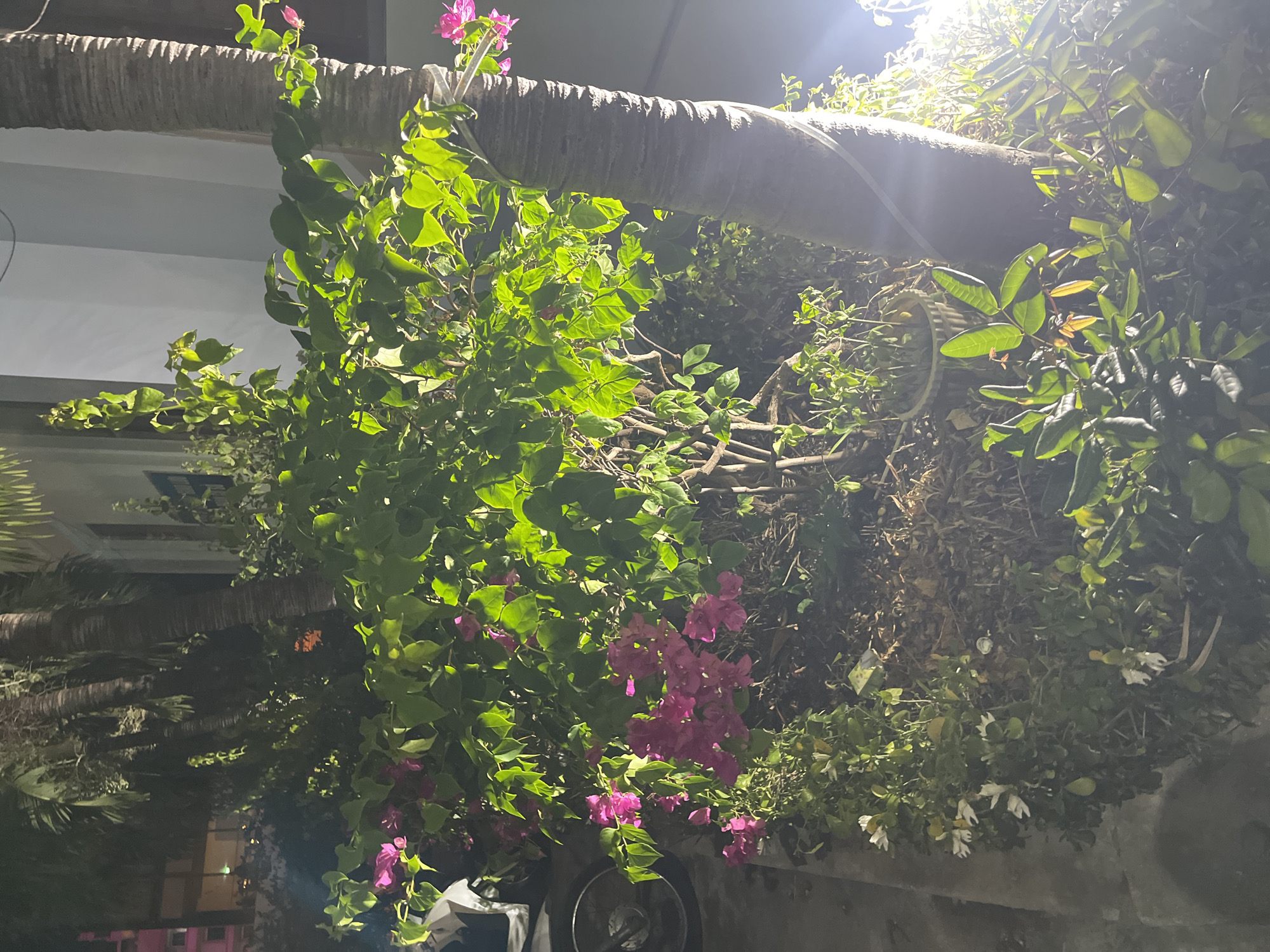 The image captures a dimly lit outdoor scene, possibly at night. A thick, horizontally oriented tree trunk dominates the upper portion of the frame, with vibrant green foliage and pink bougainvillea flowers cascading down from it on the left side. Mixed vegetation fills the right side of the frame, including plants with smaller leaves and a few with white flowers. A motorcycle is partially visible at the bottom center, behind the vegetation. Light sources, potentially streetlights, are positioned above, casting harsh glares. The location is likely Bac Nha Trang Ward, Vietnam, based on the prompt.