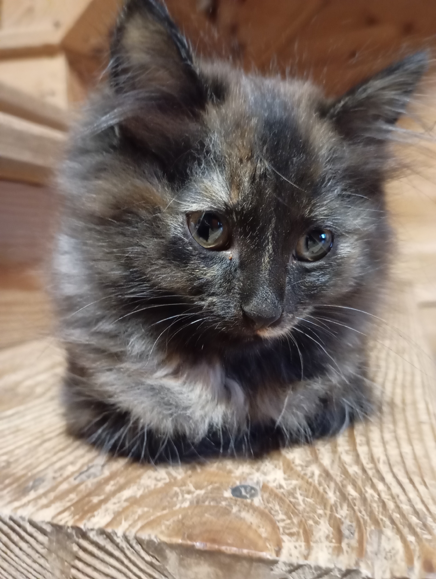 A close-up, eye-level shot focuses on a small, fluffy tortoiseshell kitten sitting on a textured wooden surface. The kitten's fur is a mix of black, brown, and grey, with lighter fur around its chest. It has large, expressive green eyes and delicate whiskers. The background is softly blurred, showing wooden planks that appear to be part of a rustic interior, possibly a porch or a wooden wall. The lighting is warm, casting a gentle glow on the kitten. The image is taken in the city of Fokino, Russia.