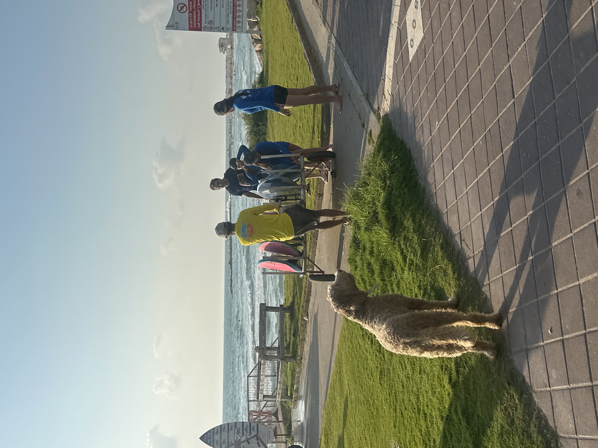 The image depicts a sunny scene near the beach in Haifa, Israel, with the Mediterranean Sea in the background. In the foreground, a light brown, curly-haired dog stands on a paved walkway, facing away from the viewer and looking towards the sea. The walkway is bordered by a grassy area.
Further back, a group of five people are gathered around a cart loaded with surfboards and bodyboards. One person in a yellow shirt appears to be guiding the cart. The others are dressed casually in t-shirts and shorts. Behind the group, the ocean waves are visible, with a few people in the water. A wooden railing and stairs lead down towards the beach. A signpost with Hebrew text is visible on the right side of the image. The overall atmosphere suggests a beachside recreational area.