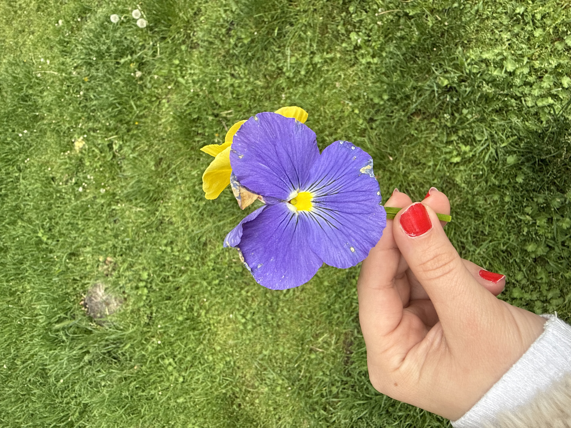 A hand, with red painted nails, holds a yellow and purple flower. The background consists of a grassy lawn. The location is not discernable from the provided imagery.