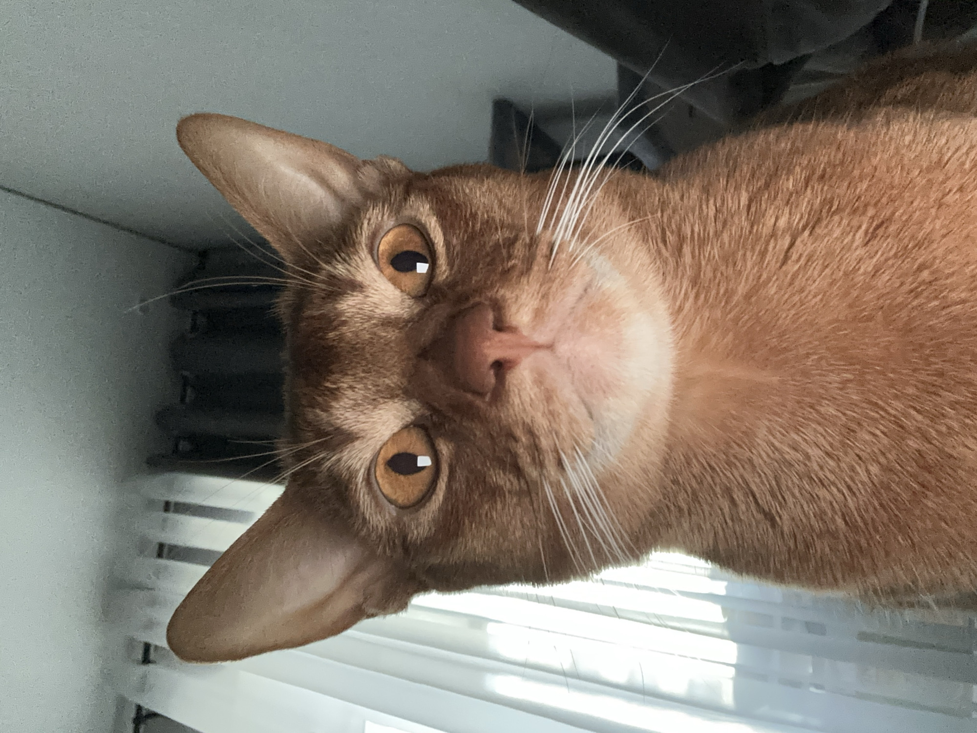 A close-up, inverted view of an orange cat with amber eyes. The cat's head is tilted towards the camera. It is positioned near white blinds. The location is not discernible from the provided image.