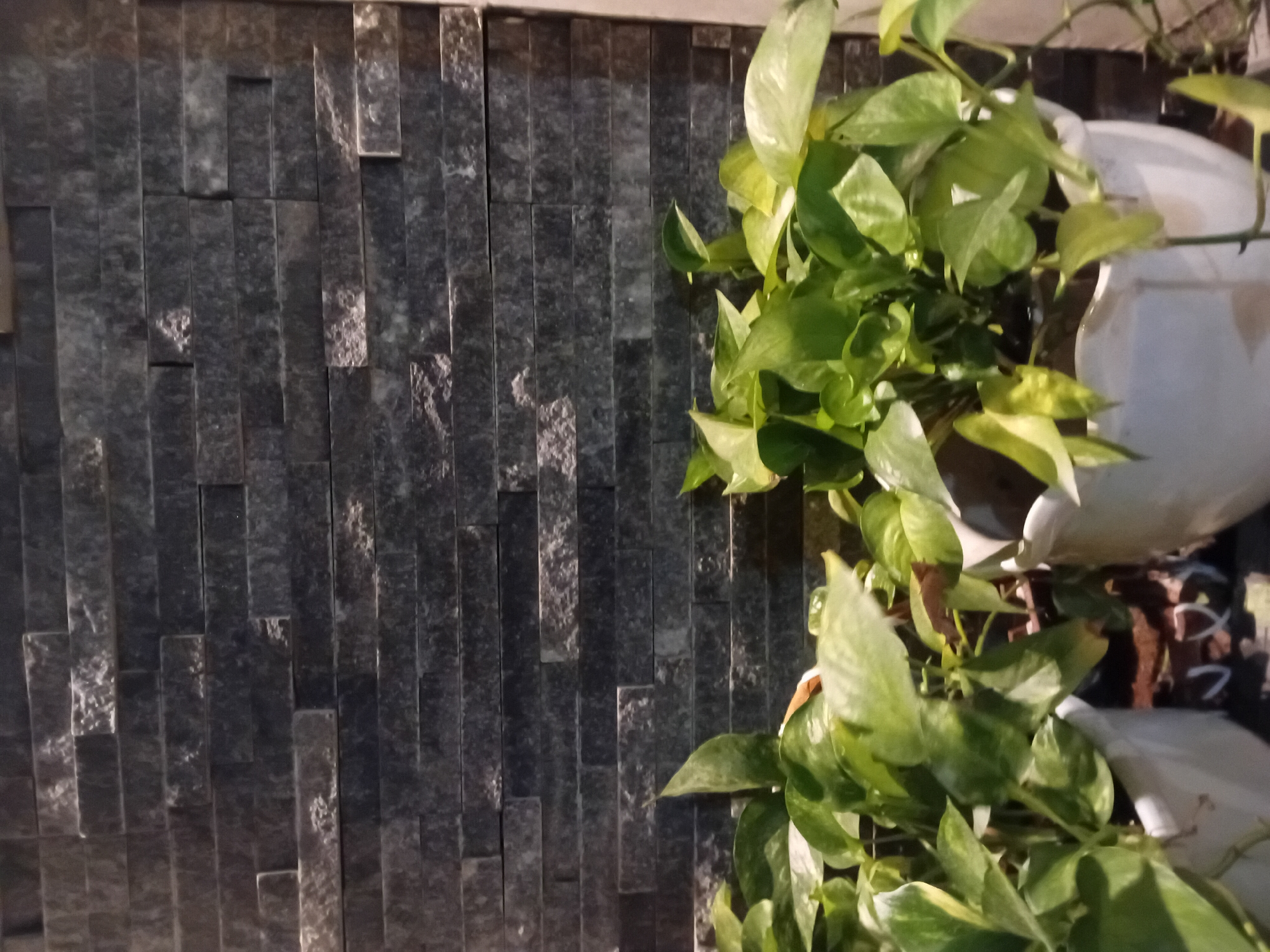 The image depicts a close-up view of a wall covered with stacked, rectangular, dark gray stone tiles. The tiles have a rough, textured surface with variations in color and pattern, suggesting natural stone. To the right of the tiled wall, a lush green plant with large, heart-shaped leaves is visible. The plant appears to be growing in a white ceramic pot, a portion of which is visible in the frame. The plant's leaves are vibrant and healthy, with some showing lighter green or yellow variegation. The lighting suggests an indoor setting or an area with artificial lighting, as there are strong highlights on the stone tiles and the leaves of the plant. The image composition is primarily focused on the texture of the wall and the organic form of the plant. No people, text, or specific activity are discernible. The scene appears to be static and decorative. Given the context of Đà Nẵng, Vietnam, this could be a detail from a building's facade, an interior design element, or a garden feature.