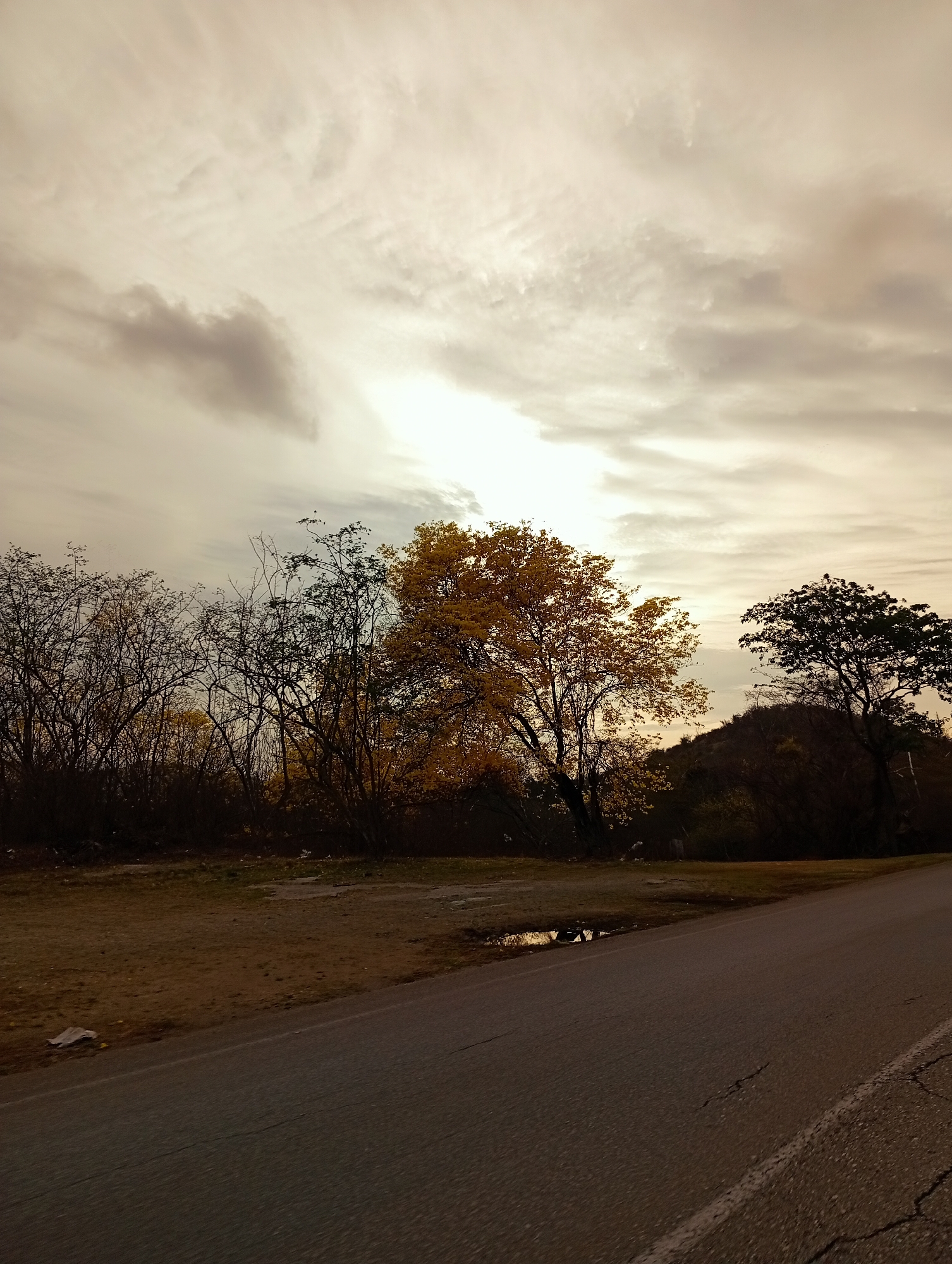 This image captures an outdoor landscape in Altagracia, Venezuela, under an overcast sky characterized by diffuse, low-angle light suggesting either dawn or dusk. The upper two-thirds of the frame consist of a sky predominantly in light gray and muted yellow hues, with varying cloud formations ranging from thin, wispy cirrus-like clouds to thicker, darker stratocumulus clouds. A bright, diffused light source is visible toward the upper right, partially obscured by the cloud cover.
The middle ground is dominated by a dense line of trees and vegetation. To the left, a cluster of dark, deciduous trees with sparse or no foliage is visible, presenting a somewhat skeletal appearance. In the central-right portion, a prominent deciduous tree stands with abundant, bright yellow foliage, illuminated by the low sunlight. To its right, a darker, denser tree with green leaves is partially silhouetted against a subtle rise in the terrain, which appears to be a small, vegetated hill or mound.
The foreground features an asphalt road extending diagonally from the lower-left to the right side of the image. The road surface is dark gray, showing visible cracks and a worn, faded white line along its right edge. To the immediate left of the road, an unpaved area of reddish-brown earth and sparse dry grass is visible. A small, dark puddle of water is present in this unpaved area, reflecting the muted sky and adjacent vegetation. No people, animals, or vehicles are depicted in the scene, which appears static and devoid of active subjects or interactions.