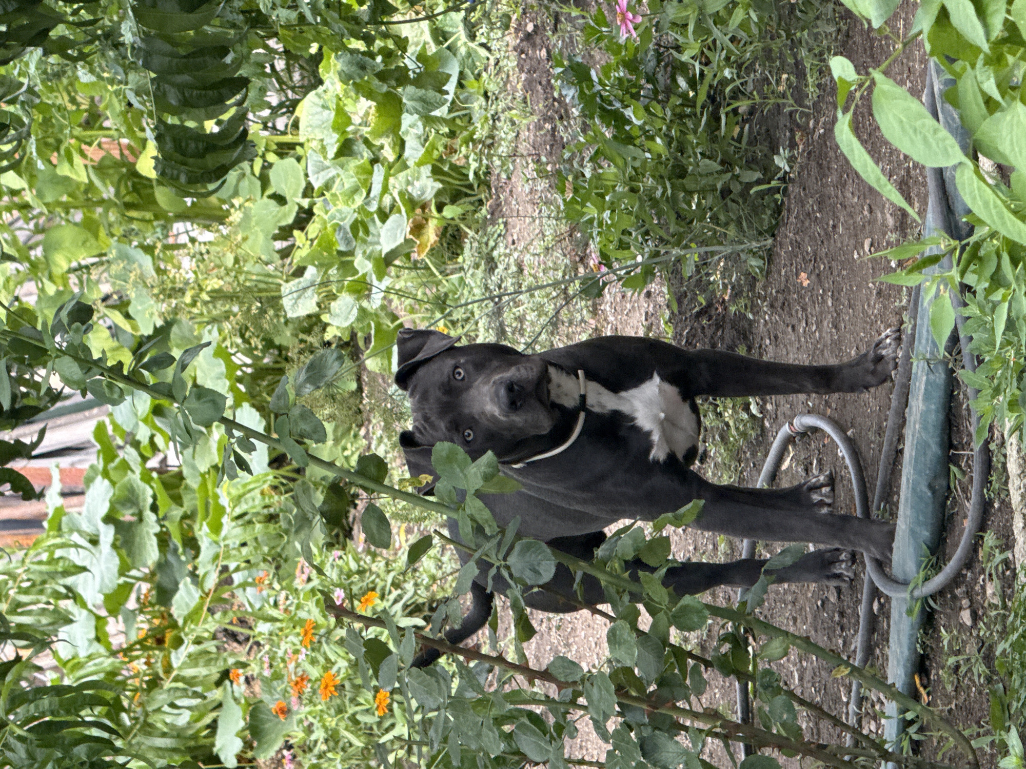 A dark-colored pit bull type dog stands in a garden, partially obscured by greenery. The dog has blue eyes and a white patch on its chest. It is wearing a white collar. The garden appears to be overgrown with various plants, including flowers and large-leafed vegetables. There is soil and some gardening hoses on the ground. The background shows more vegetation and a hint of a wooden structure. The location is identified as Tvarditsa, Bulgaria.