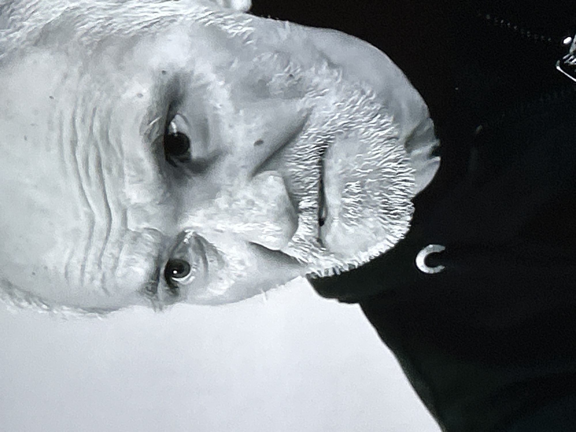 A close-up, black and white photograph depicts an elderly man's face with prominent wrinkles, a neatly trimmed white beard, and focused eyes. The man is wearing a dark garment with a light-colored "C" visible near his neck. The photograph appears to be a still frame from a video or film. Given the prominence of the silver "C," it is possible the photo is in reference to the logo of the famous club CSKA Sofia in the city of Sofia, Bulgaria. The location is not explicitly identifiable from the image.