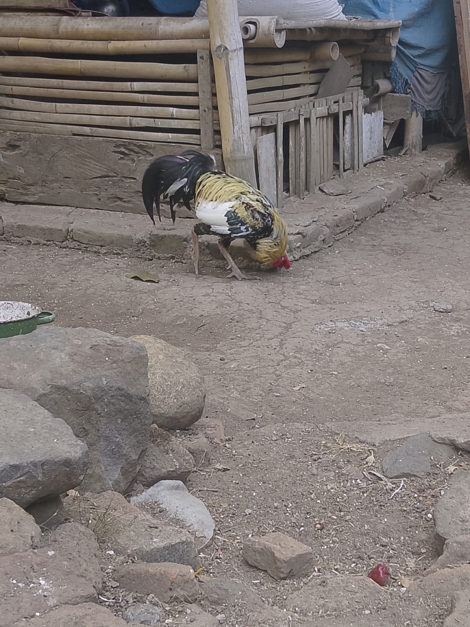 A rooster with yellow, white, and black plumage is foraging on the ground in front of a bamboo structure. The ground is uneven and composed of dirt and small stones. In the foreground, large rocks are scattered. Behind the rooster, the bamboo structure appears to be a shelter or enclosure with a blue tarp draped over the top. The scene is outdoors and appears to be in a rural or semi-rural setting. There are no people visible in the image.