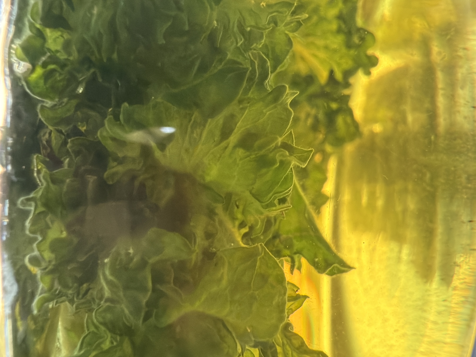 This close-up image presents green, ruffled leafy vegetables, likely a type of lettuce or similar greens, submerged in a transparent container. The leaves dominate the left portion of the frame, displaying intricate, curly edges and varying shades of green, from dark emerald to lighter lime. They appear to be floating or partially suspended within the liquid.
The container holds a clear, golden-yellow liquid that fills the right side of the image and envelops the leaves. The liquid creates a soft, luminous background with subtle reflections and a diffused quality, suggesting the presence of light passing through it. The overall texture of the leaves is distinct, highlighting their natural folds and contours.
There are no people, explicit activities, or events depicted; the image is a still life focusing on the organic forms and vibrant colors. The lighting is soft and diffused, without strong shadows, making it difficult to ascertain the time of day or external weather conditions. No specific location cues, such as architecture or landmarks of Chaikovsky, Russia, are visible in this abstract and intimate view. No text is visible within the image.