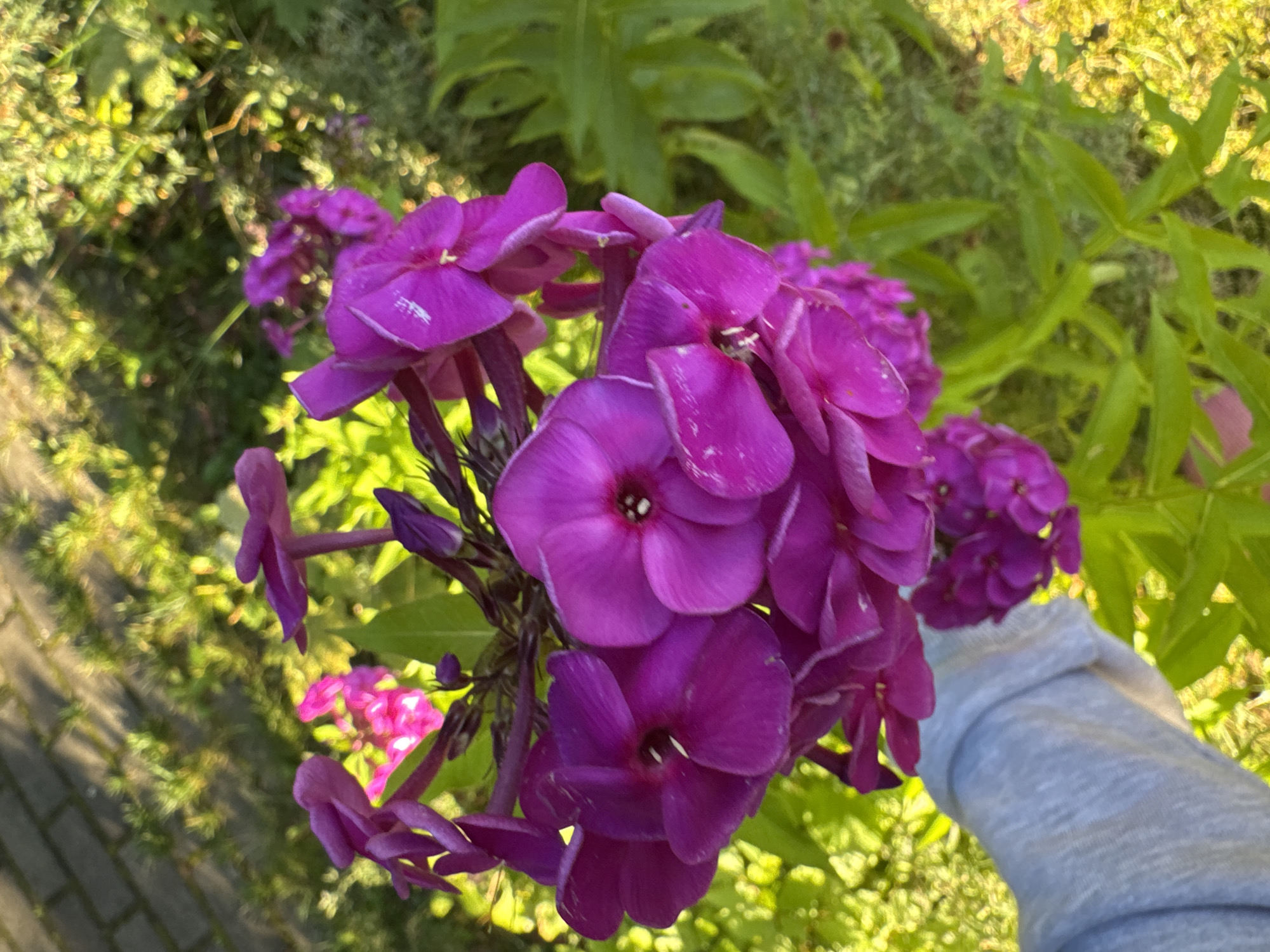 A close-up, top-down shot captures a cluster of vibrant purple phlox flowers held by a person's hand. The flowers are in full bloom, with delicate petals and dark centers. A faint pink phlox flower is visible in the background, slightly out of focus. The surrounding environment features lush green foliage, bathed in sunlight, casting dappled shadows on a brick pathway. The scene appears to be an outdoor garden in Saint Petersburg, Russia, likely during the summer months when these flowers are in season. The overall impression is one of natural beauty and a serene garden setting.