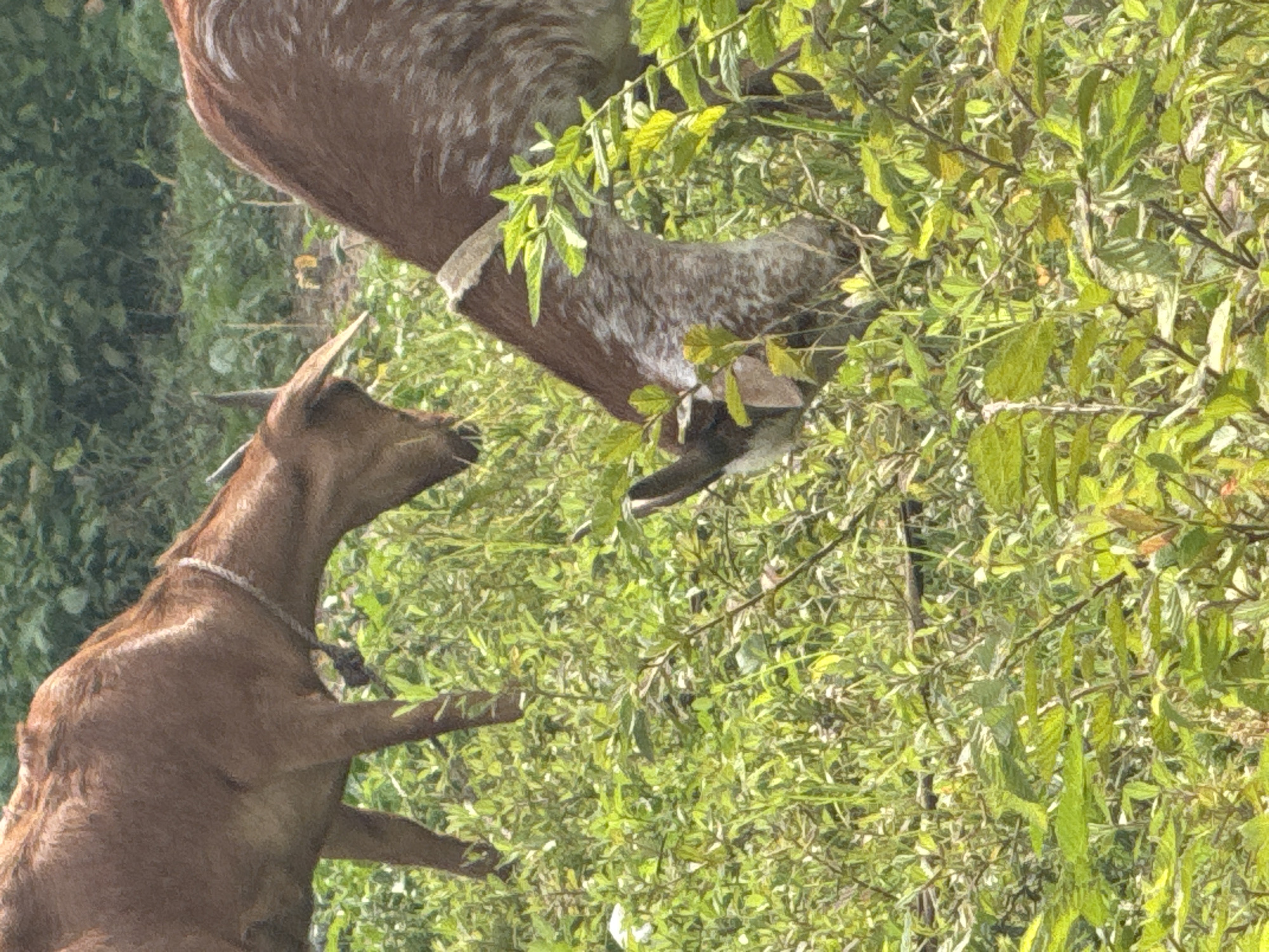 The image shows two goats in a natural setting, likely a field or pasture, with lush green vegetation surrounding them. The goat in the foreground is brown with a white rope around its neck, and it is facing left, with its head slightly raised. It appears to be standing on its hind legs. Behind it, another goat, also brown and white, is partially obscured by branches and leaves, with its head lowered as if grazing. The lighting suggests it is daytime, with sunlight filtering through the leaves, creating dappled shadows. The overall impression is one of a peaceful, rural scene. The image is oriented vertically.
