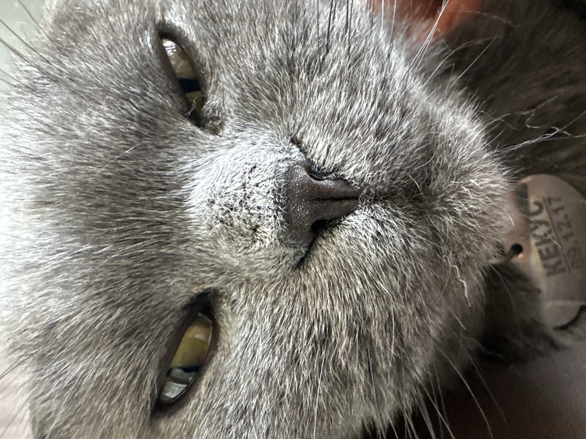 A close-up, high-angle shot captures the face of a gray cat, likely a Russian Blue or similar breed, lying on its side. The cat's dense, short-haired fur appears in shades of grey with hints of lighter individual hairs, giving it a soft, slightly textured look. Its eyes, partially visible, are a warm, golden-amber color with elongated pupils, reflecting ambient light. The cat's black, leathery nose is prominent in the center of the frame, showing its unique texture. Fine whiskers, both black and white, extend from its muzzle.
The cat appears calm and relaxed, possibly resting or dozing. On the right side of the image, behind the cat's head, a silver-colored tag is visible, attached to what seems to be a collar. The tag has embossed text, clearly showing "KEKUS" and below it "19.12.17". The background is blurred, suggesting a shallow depth of field, bringing the cat's features into sharp focus. The lighting appears soft and even, possibly indicating an indoor setting. The location context provided is Chaikovsky, Russia.