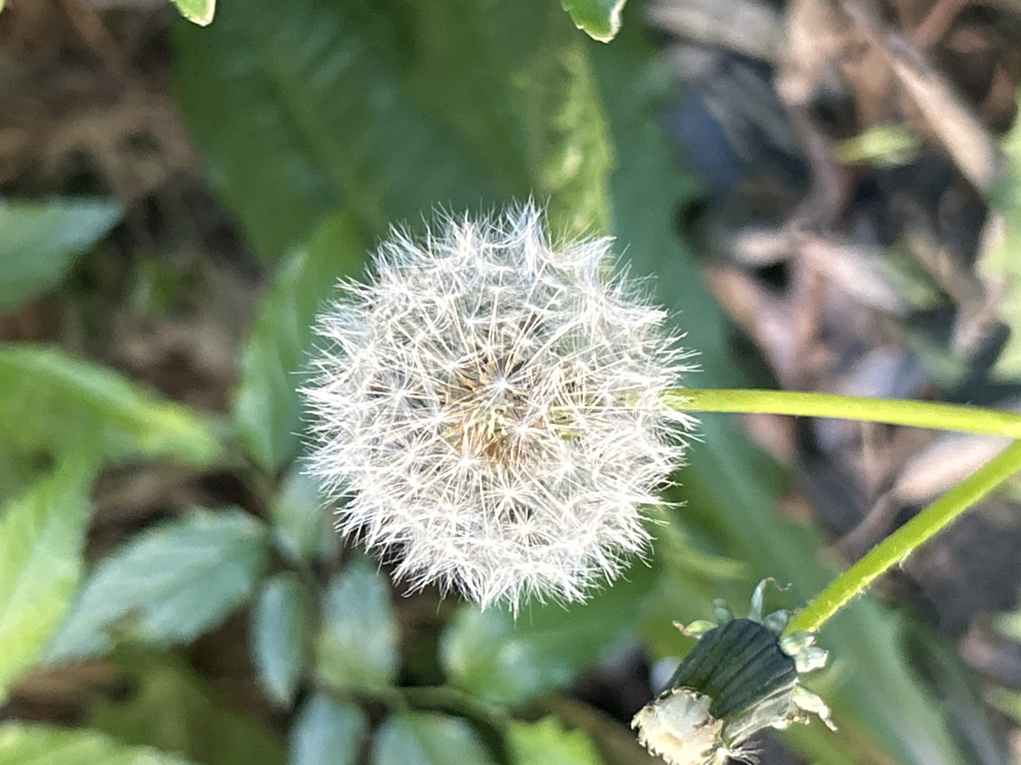 A close-up, top-down shot features a dandelion seed head (blowball) as the central subject, set against a blurred background of green foliage and earthy tones. The dandelion is spherical, composed of numerous delicate, white, feathery pappi, with a slightly brownish core. A vibrant green stem supports the seed head, extending towards the upper right corner of the frame. In the lower right, a second dandelion structure is visible, appearing either as a developing bud or a spent flower with its green sepals and some remaining white filaments. The background is soft and out of focus, consisting of various shades of green leaves and darker, indistinct shapes, creating a shallow depth of field that emphasizes the dandelion. Bright, natural light illuminates the scene, suggesting it is daytime on a clear or sunny day, highlighting the fine details of the dandelion's pappi. There is no visible text in the image. The implied location context is Strasbourg, France.