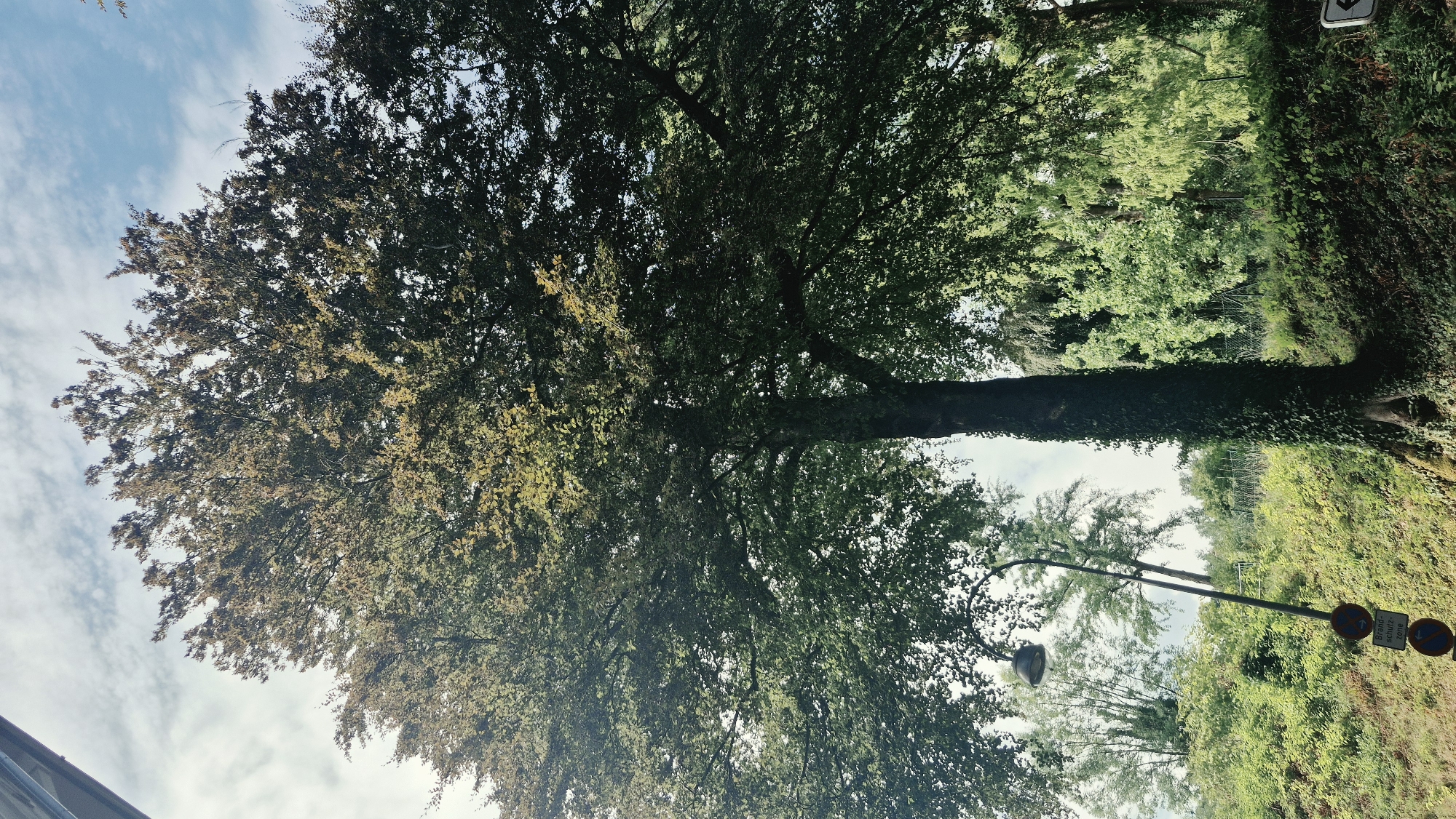 An upward shot captures a large, leafy tree dominating the frame against a partly cloudy sky. The tree's trunk, covered in ivy, is thick and textured. To the left of the tree, a street lamp with a curved pole extends upwards, accompanied by two circular traffic signs. The ground around the tree is covered in dense green foliage, with a gentle slope leading upwards. In the background, a variety of other trees and green vegetation are visible, suggesting a park or wooded area. The overall impression is one of natural abundance within an urban or suburban setting. The specific location is the Baden-Baden Germany.