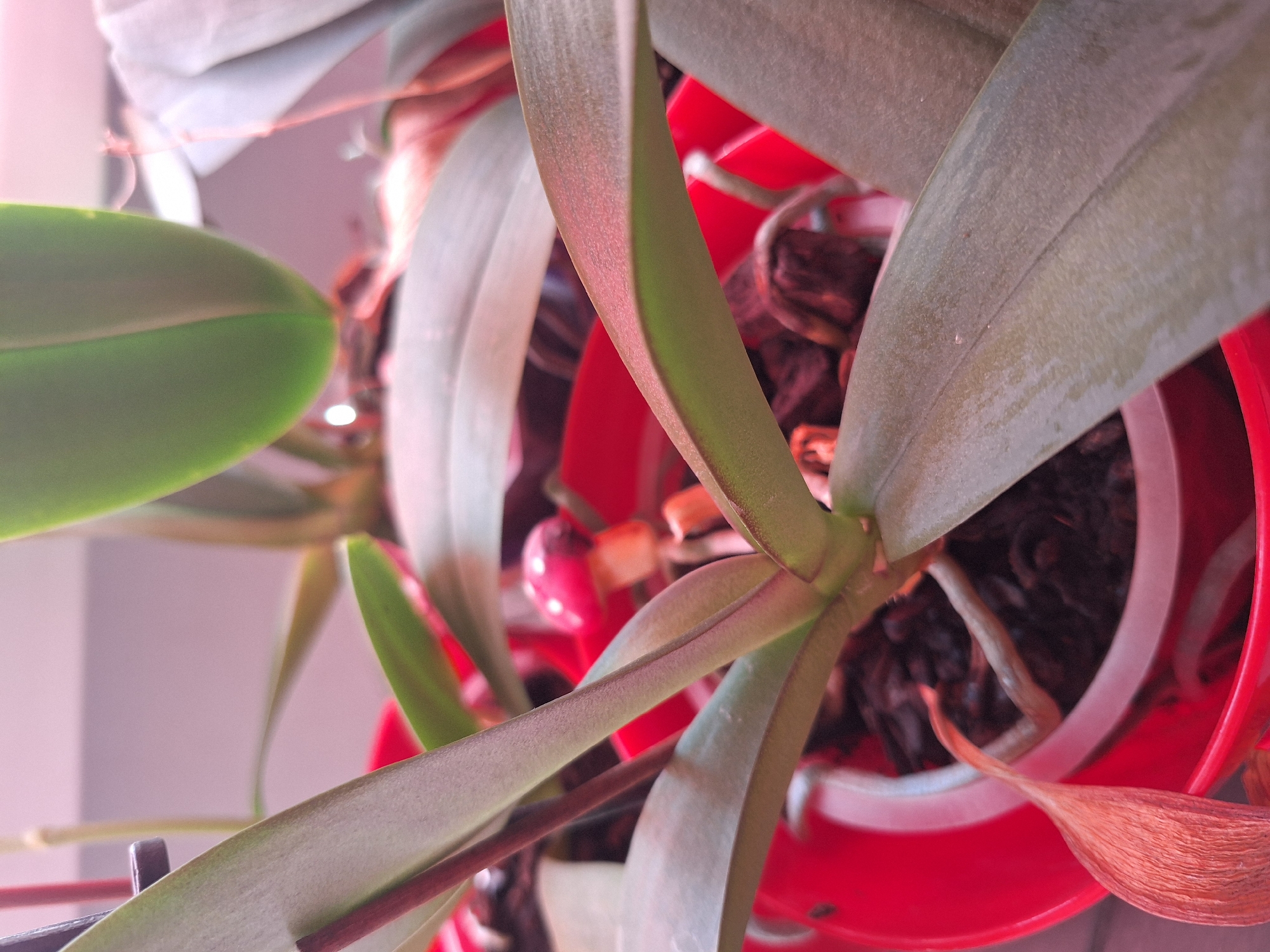 The image is a close-up, overhead shot of an orchid plant in a red pot. The orchid has several large, green leaves, some of which appear to be tinged with red. There are also aerial roots visible, as well as some dried, brown leaves. In the background, there is a small, red mushroom decoration. The lighting suggests an indoor environment, possibly with artificial light, creating a pinkish hue. There are no people or animals visible in the image, and no indication of a specific location within Varna, Bulgaria.