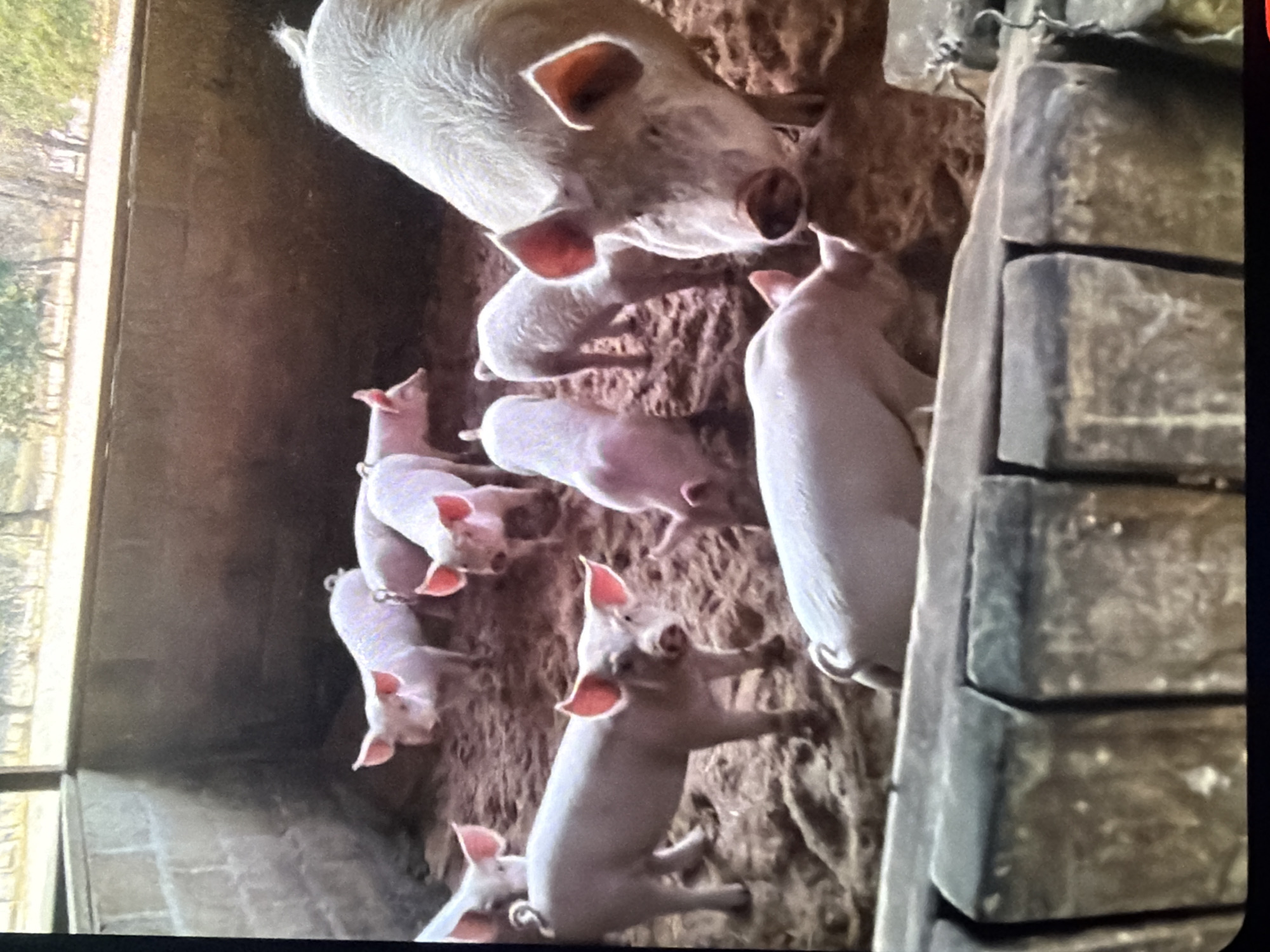 A herd of pink piglets and one adult pig are in a pen with a dirt floor and a brick wall. The pen is partially enclosed by wooden barriers in the foreground. The pigs are of various sizes, with the largest pig in the foreground and to the right. The piglets are scattered throughout the pen, some standing and others lying down. The environment appears to be a farm or agricultural setting. The location is stated to be Bukuru, Nigeria.
