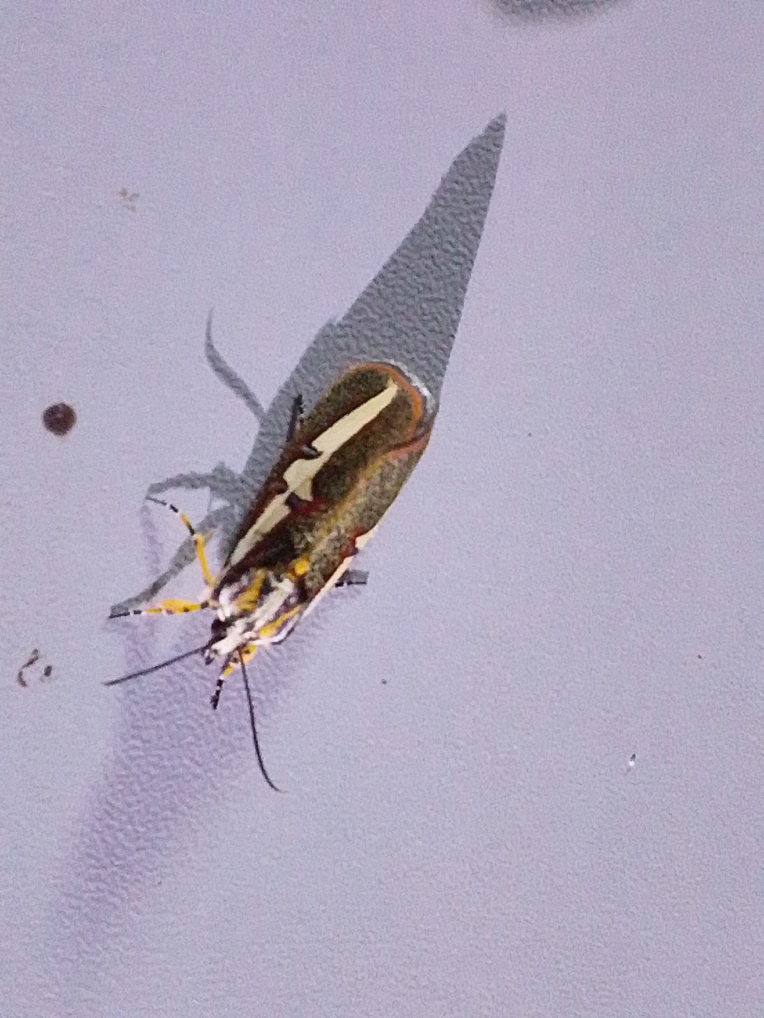 A macro photograph captures a moth resting on a light purple, textured surface, likely a wall or table. The moth, positioned at an angle, displays intricate markings on its wings: a prominent diagonal stripe of white edged with black on a reddish-brown background. Its body is segmented and appears to have some yellow and white coloration. The moth has long, black antennae and thin, yellow legs. A distinct shadow of the moth, elongated and sharp-edged, is cast on the surface to its right. The background is speckled with tiny dark and light flecks, possibly dust or imperfections on the surface. Several small, dark circular or irregular shapes are scattered in the vicinity of the moth, including one to the upper left and another slightly to the left of the moth's head. The overall scene is static and focused on the detailed examination of the moth and its immediate surroundings. There are no people or indications of the specific location within Serti, Nigeria.