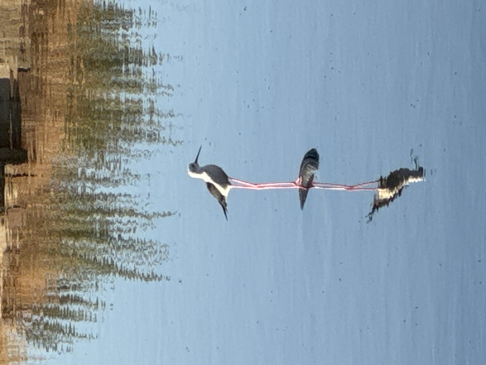 The image depicts a reflection in what appears to be water, showing three birds in mid-flight. They are connected by thin, bright red strings, creating a visual of them flying in formation. The birds have black and white plumage and long, thin legs. The reflection on the left side of the image is of a tree with textured foliage and what looks like a building or structure, suggesting an urban or park-like setting. The water's surface is calm, reflecting the sky, which is a clear, light blue. There are some small dark specks visible on the water's surface, possibly debris or insects. The overall lighting suggests it is daytime, likely morning or afternoon, with no strong shadows indicating harsh sunlight. The scene is peaceful and serene, with the focus on the unusual arrangement of the birds. The location context is Odesa, Ukraine. There is no visible text in the image.