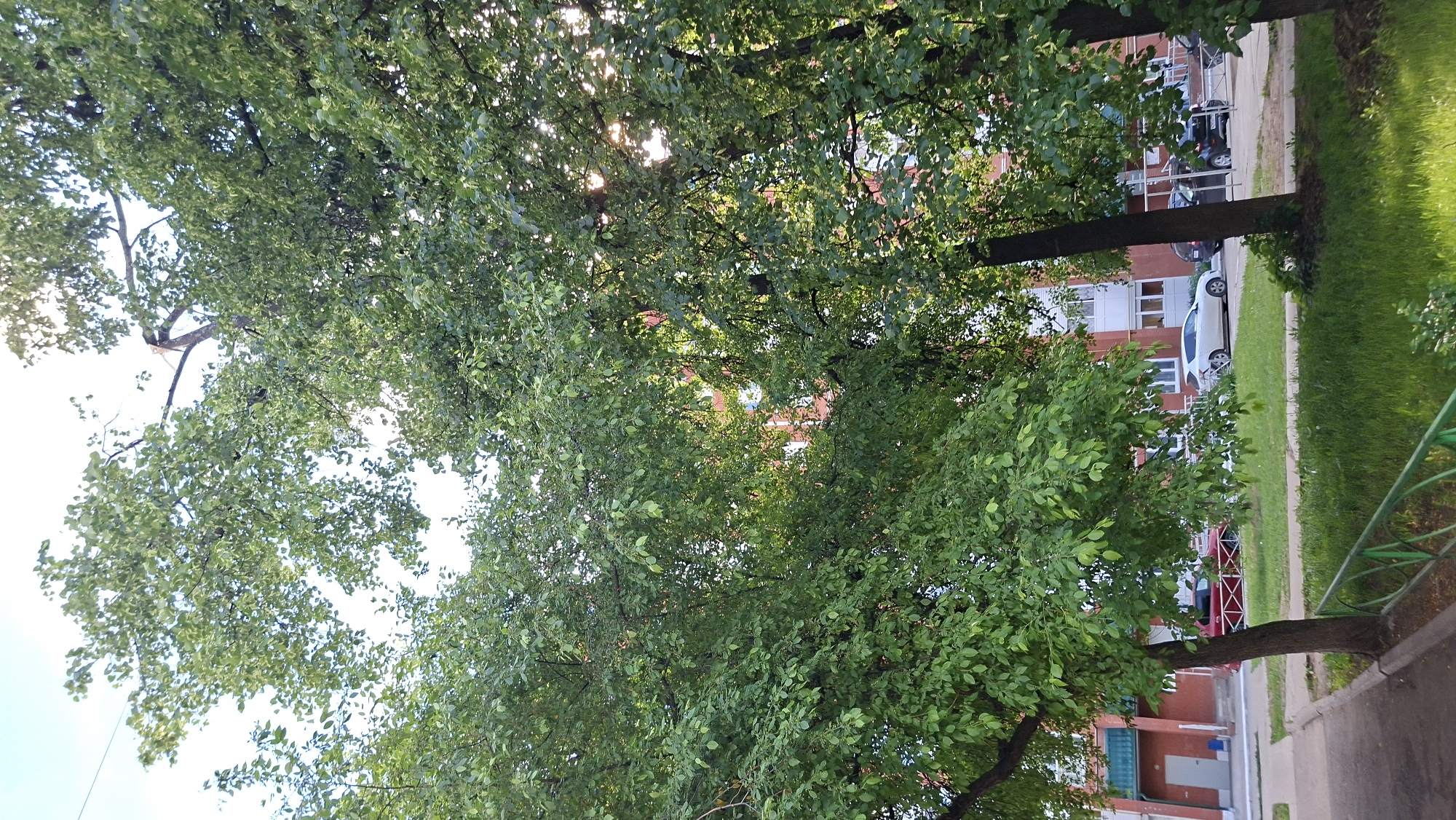 The image shows a street in Chaikovsky, Russia. Two trees with dense green foliage frame the view, partially obscuring a brick apartment building in the background. Sunlight filters through the leaves. A sidewalk and a strip of green grass run alongside the building. Parked cars are visible near the apartment building. A green metal fence lines the sidewalk in the foreground.