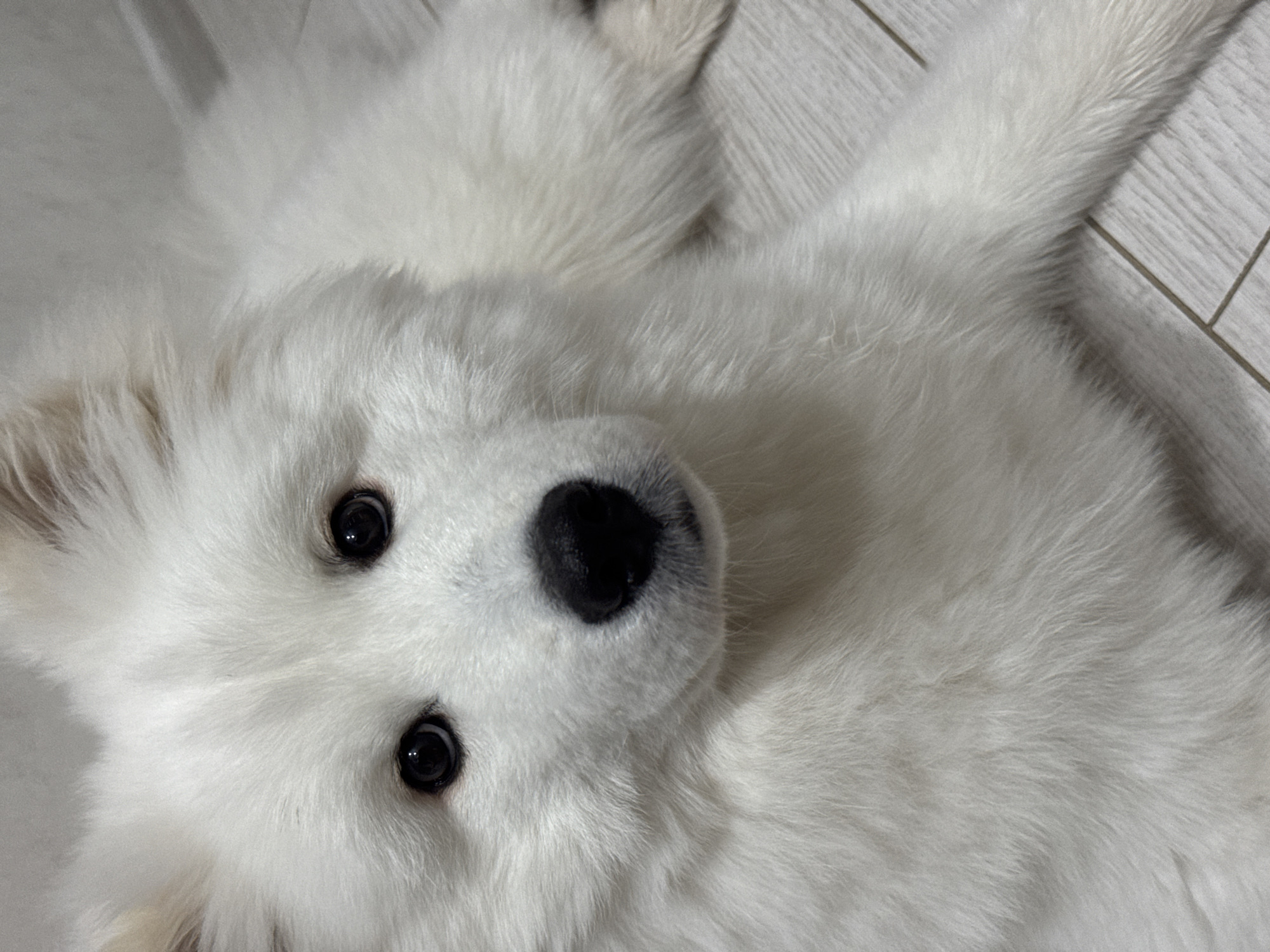 This close-up, eye-level shot features a fluffy white dog, likely a Samoyed or similar breed, lying on its back indoors in what is inferred to be Chaikovsky, Russia. The dog's head is tilted slightly, and its body is spread out, with its thick, pristine white fur covering most of the frame. The dog's large, round, black eyes are bright and engaging, looking directly into the camera with a curious and gentle expression. Its wet, black nose is prominent in the center of its face. The lighting is soft and even, highlighting the texture of its dense fur. In the background, sections of a light-colored wooden or laminate floor are visible, indicating an indoor setting. The dog appears relaxed and comfortable. No other subjects or objects are present, and there is no visible text. The time of day is not explicitly clear, but the soft illumination suggests indoor lighting or an overcast day.
