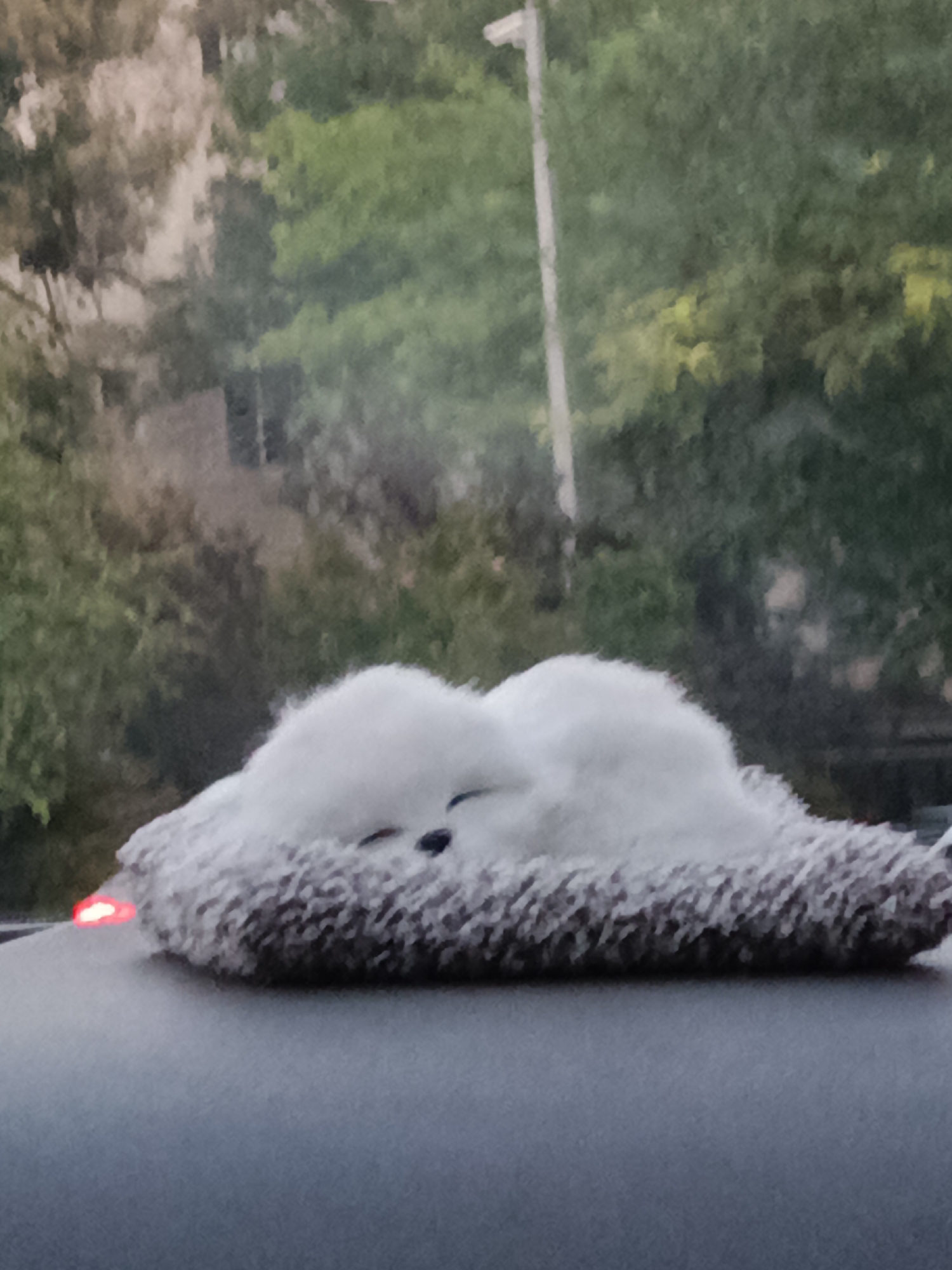 An extreme close-up shot shows a fluffy white toy dog resting on a dark gray surface, likely the hood of a car. The toy appears to be a Bichon Frise or a similar breed, with two large, round, black eyes visible. The toy is nestled in a gray, textured fabric that resembles a fluffy rug or mat. In the background, out of focus, are green trees and some buildings, suggesting an outdoor urban environment. A blurred red light is visible to the left of the toy, possibly a taillight from another vehicle. The lighting suggests it is either early morning or late evening, with diffused light. The image's quality is low, with a noticeable lack of sharp detail, making precise identification of the location within Shymkent, Kazakhstan impossible.