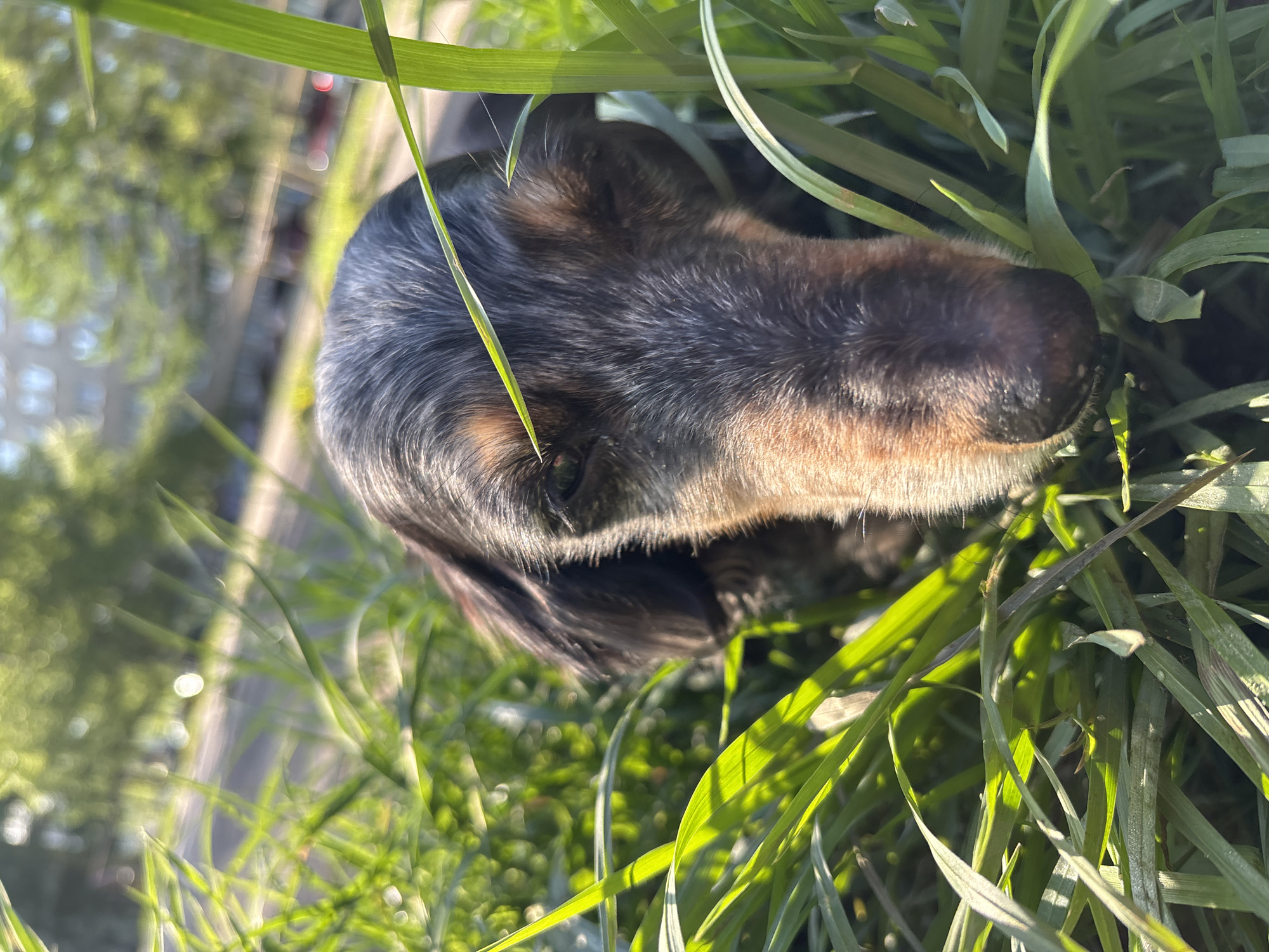 The image shows the head of a blue heeler dog in a patch of green grass. The dog has a black nose and its face is a mix of brown and gray fur. Some city buildings can be seen out of focus in the background. The location cannot be determined from this image.
