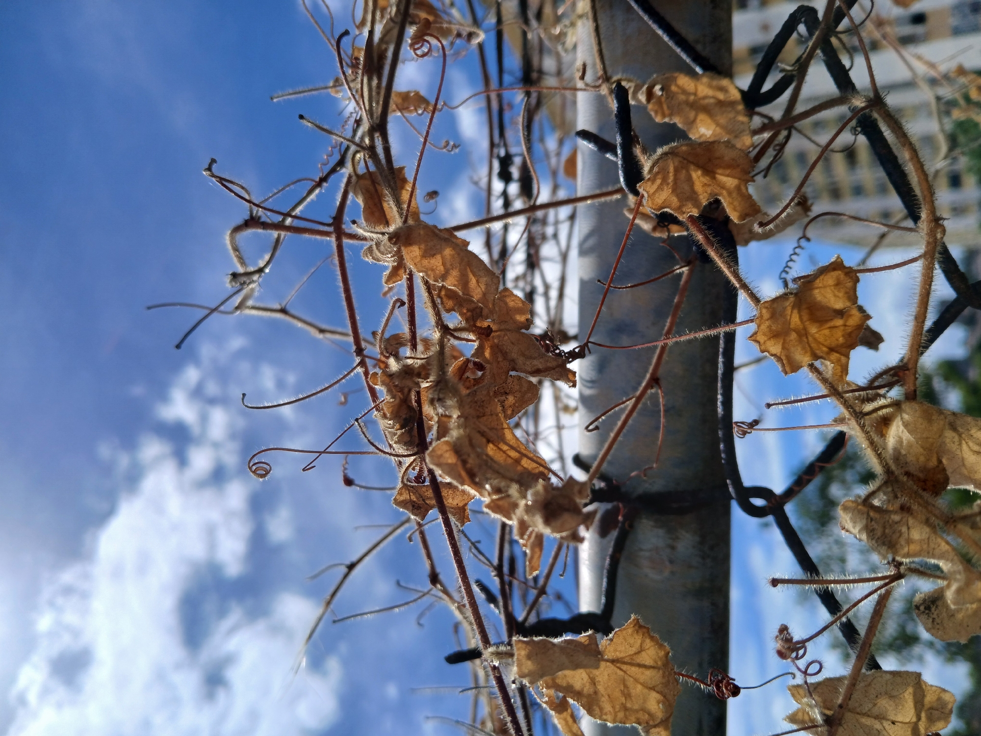 A low-angle shot of dead vine leaves clinging to a metal post and fence, against a backdrop of a bright blue sky with scattered white clouds. The leaves are dry, brown, and appear brittle. The metal post is cylindrical, and the fence is constructed of dark wire. The background includes a blurry glimpse of a building. Based on the prompt mentioning Ciudad Guayana, Venezuela, the image is presumed to be located there, although there are no readily identifiable landmarks to confirm it. There are no people visible in the image.