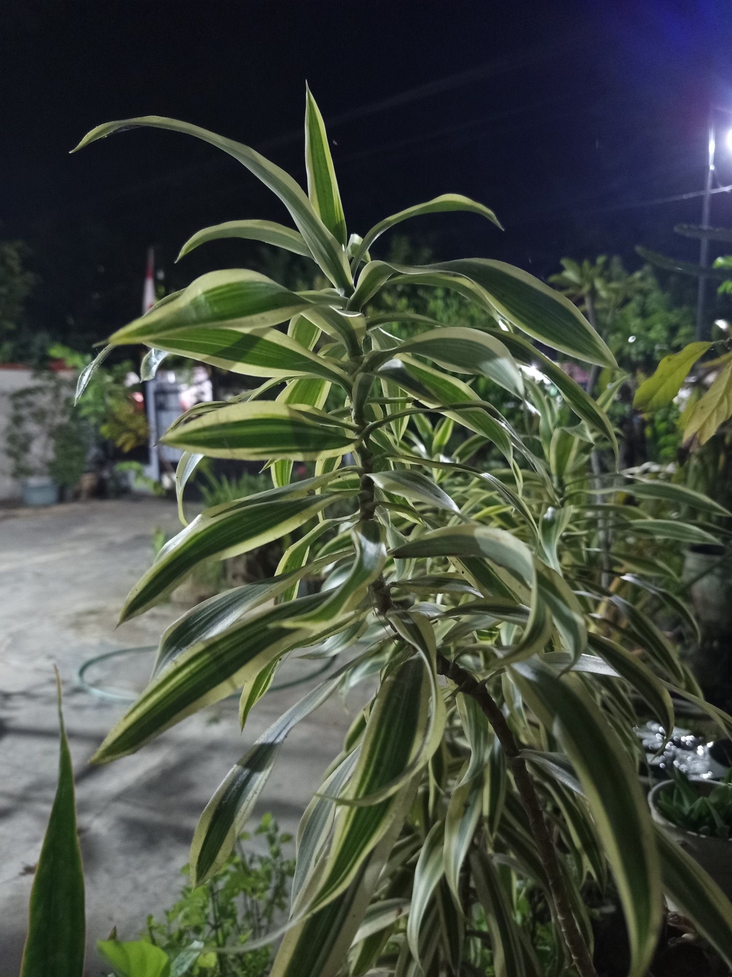 This is a vertical, medium shot photograph of a variegated plant with long, strap-like leaves. The leaves are primarily green with irregular streaks of creamy white and pale yellow. The plant is bushy, with many leaves growing in clusters along a central stem. The lighting suggests it is nighttime, with a bright light source visible in the upper right corner, casting shadows and highlighting the leaves. The background is dark and out of focus, showing hints of vegetation and structures. In the mid-ground, a paved surface with some shadows is visible, along with a small plant with pointed leaves in the lower left corner. The scene appears to be an outdoor area, possibly a garden or patio, in Pajagalan, Indonesia, given the context. There are no people or animals present in the image, and no discernible actions or interactions are taking place.