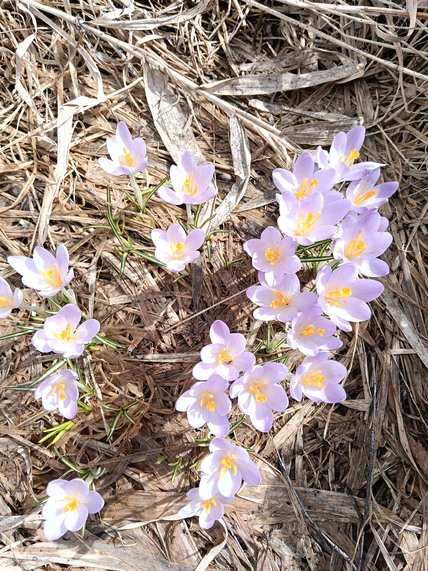 The image shows a cluster of light purple crocuses blooming amidst dry, brown grass or straw. The crocuses have bright yellow centers and are oriented towards the light source, which appears to be from the upper left of the frame. The background is a mix of various shades of brown, indicating dried plant matter. The location is unspecified but is labeled as being in the city of Красный Маяк, Russia. There is no indication of people, specific actions, or interactions within the image. The environment appears to be outdoors, likely in early spring given the presence of emerging crocuses amongst the dead grass.