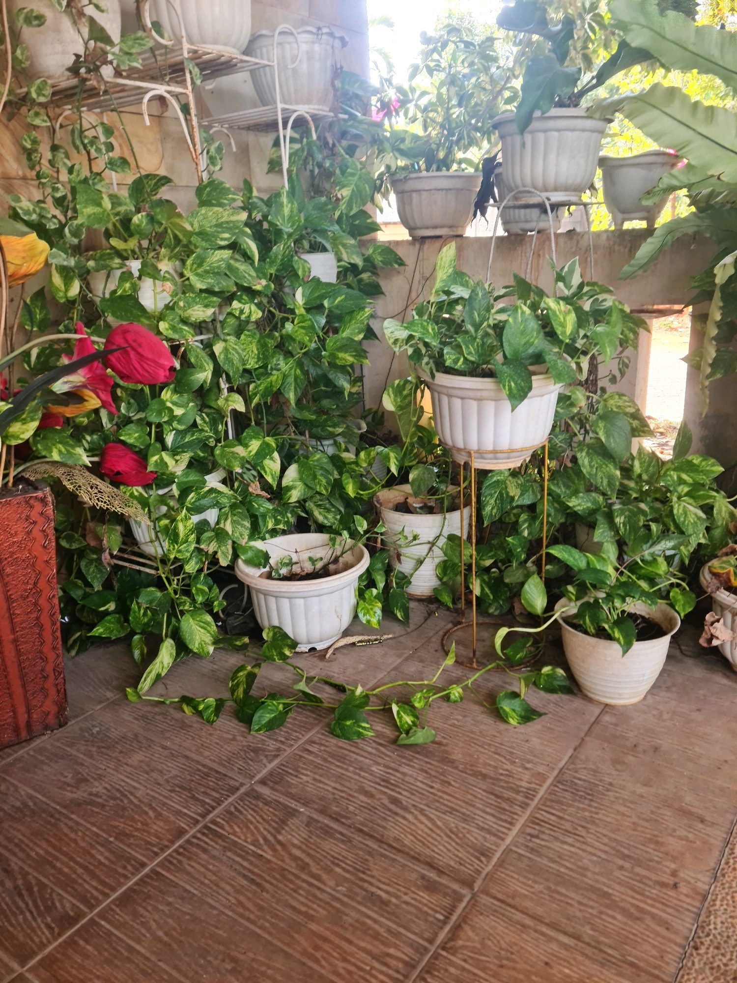 The image shows a collection of potted plants on a tiled floor, likely in a covered outdoor space, possibly a patio or balcony. The plants are predominantly lush green with variegated leaves, suggesting a tropical or subtropical climate. Some plants are in white plastic pots, while others are in larger ceramic pots. One prominent plant features red flowers. In the background, a wall made of textured blocks and a white metal plant stand are visible. The tiling on the floor has a wood-grain pattern. The overall impression is one of a well-maintained collection of houseplants. The image does not contain any people or explicit indicators of its location in Semarang, Indonesia, beyond the implied context provided.