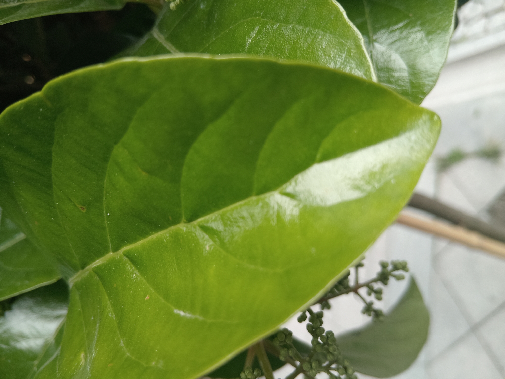 A close-up of a glossy, bright green leaf fills most of the frame. The leaf is smooth with clearly defined veins running through it. A cluster of small, round, green buds or immature fruits is visible in the lower right corner, indicating the presence of a plant preparing to flower or produce fruit. A portion of what appears to be a building exterior is visible as an out-of-focus background element in the upper right, suggesting an urban location. The specific location within Batumi, Georgia, cannot be determined with the available information. No people, interactions, or specific actions are discernible from the image.
